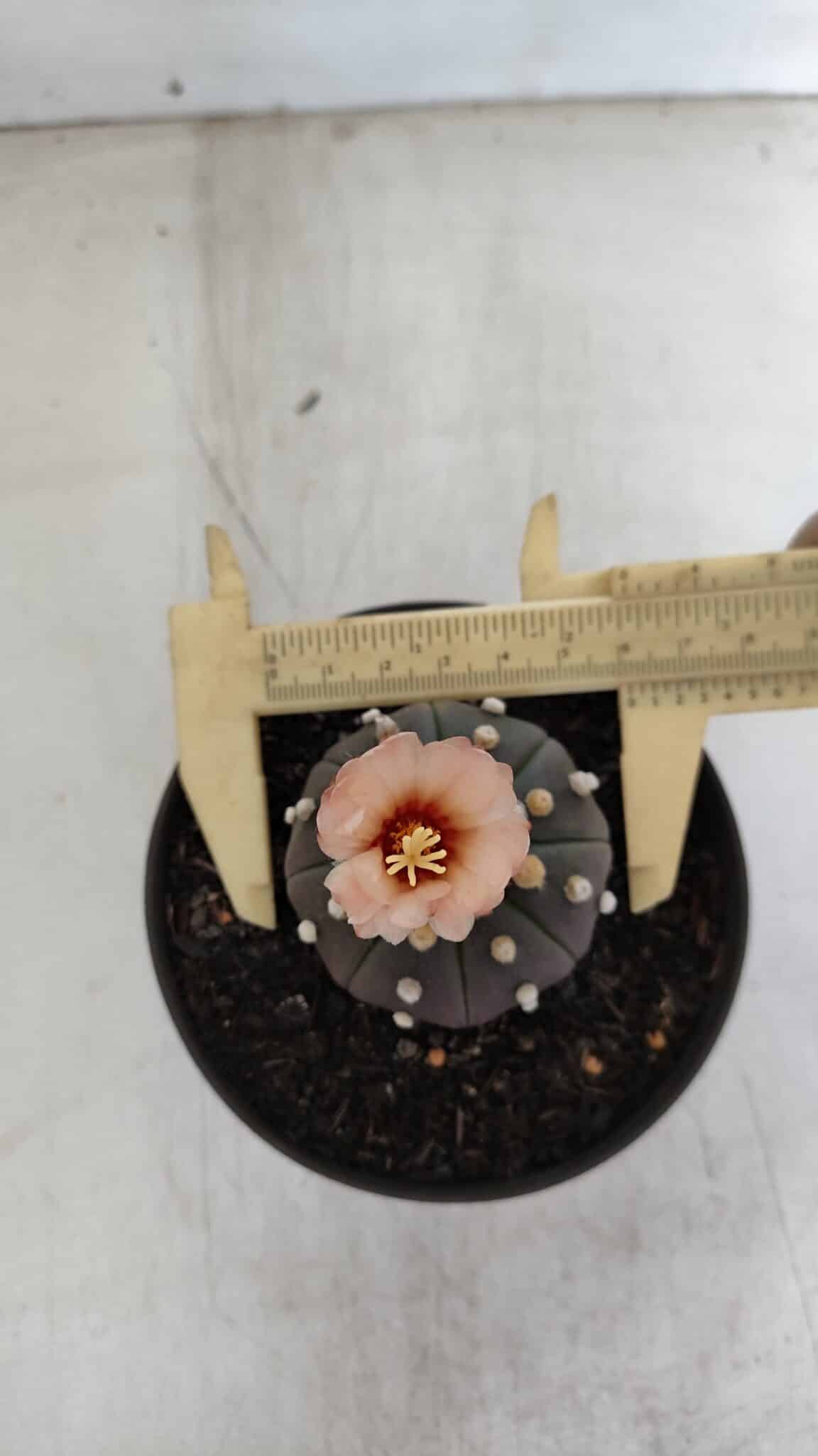 ASTROPHYTUM ASTERIAS “Purple”  Nº 964 – vaso 11 - foto 5