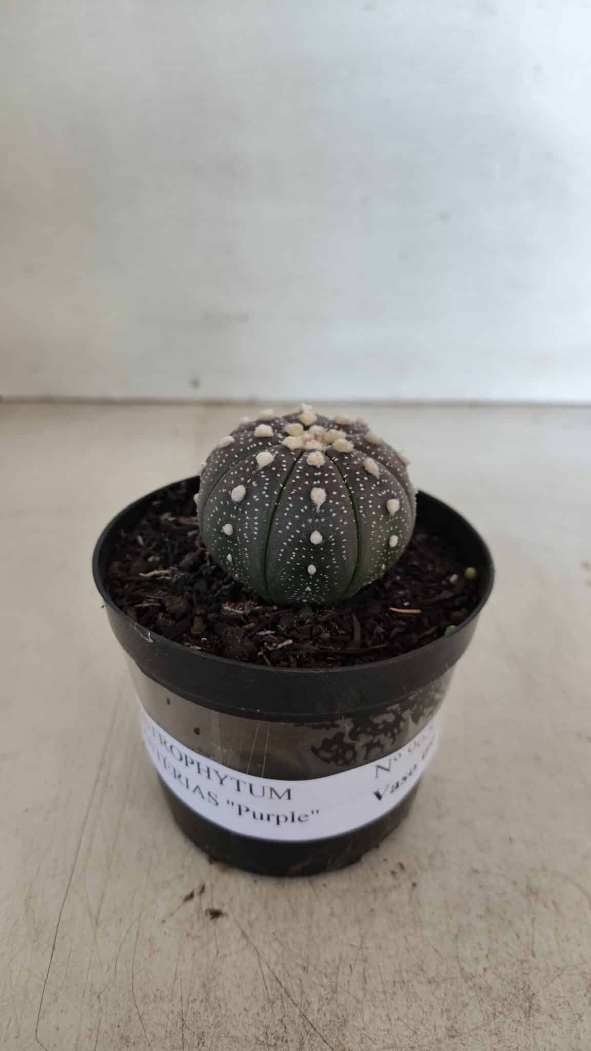 ASTROPHYTUM ASTERIAS “Purple”  Nº 965 – vaso 09 - foto 2