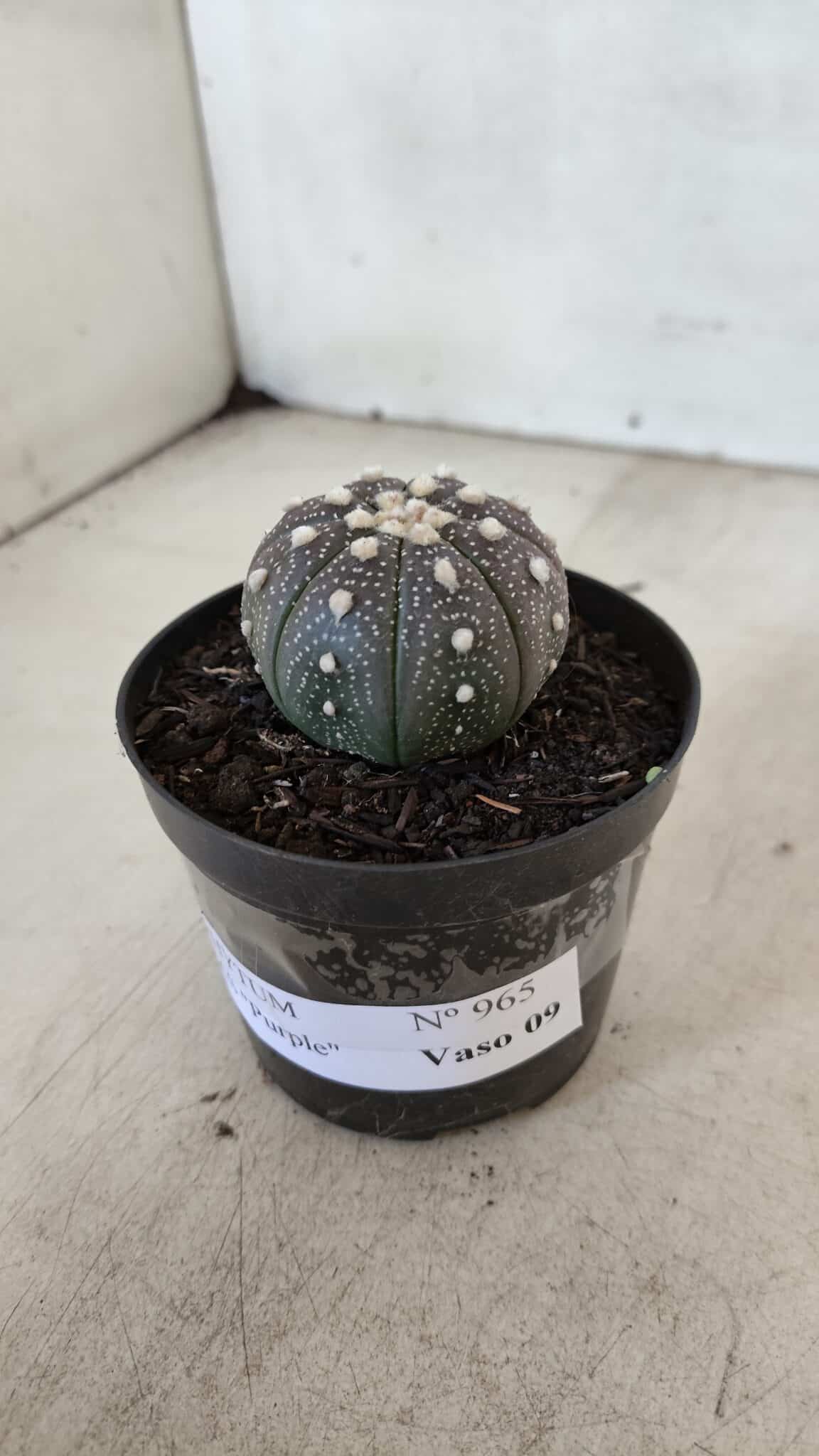 ASTROPHYTUM ASTERIAS “Purple”  Nº 965 – vaso 09 - foto 9
