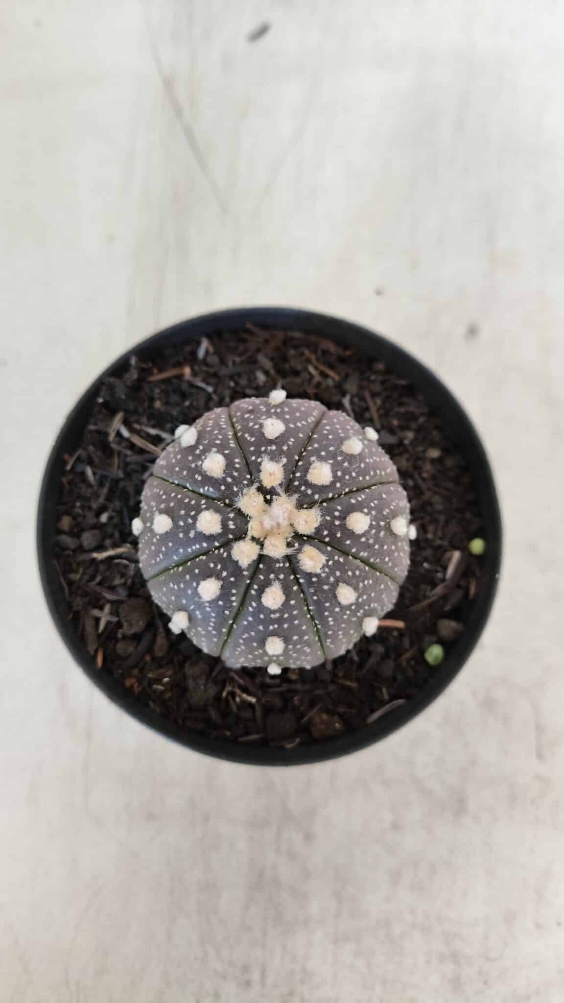 ASTROPHYTUM ASTERIAS “Purple”  Nº 965 – vaso 09 - foto 3