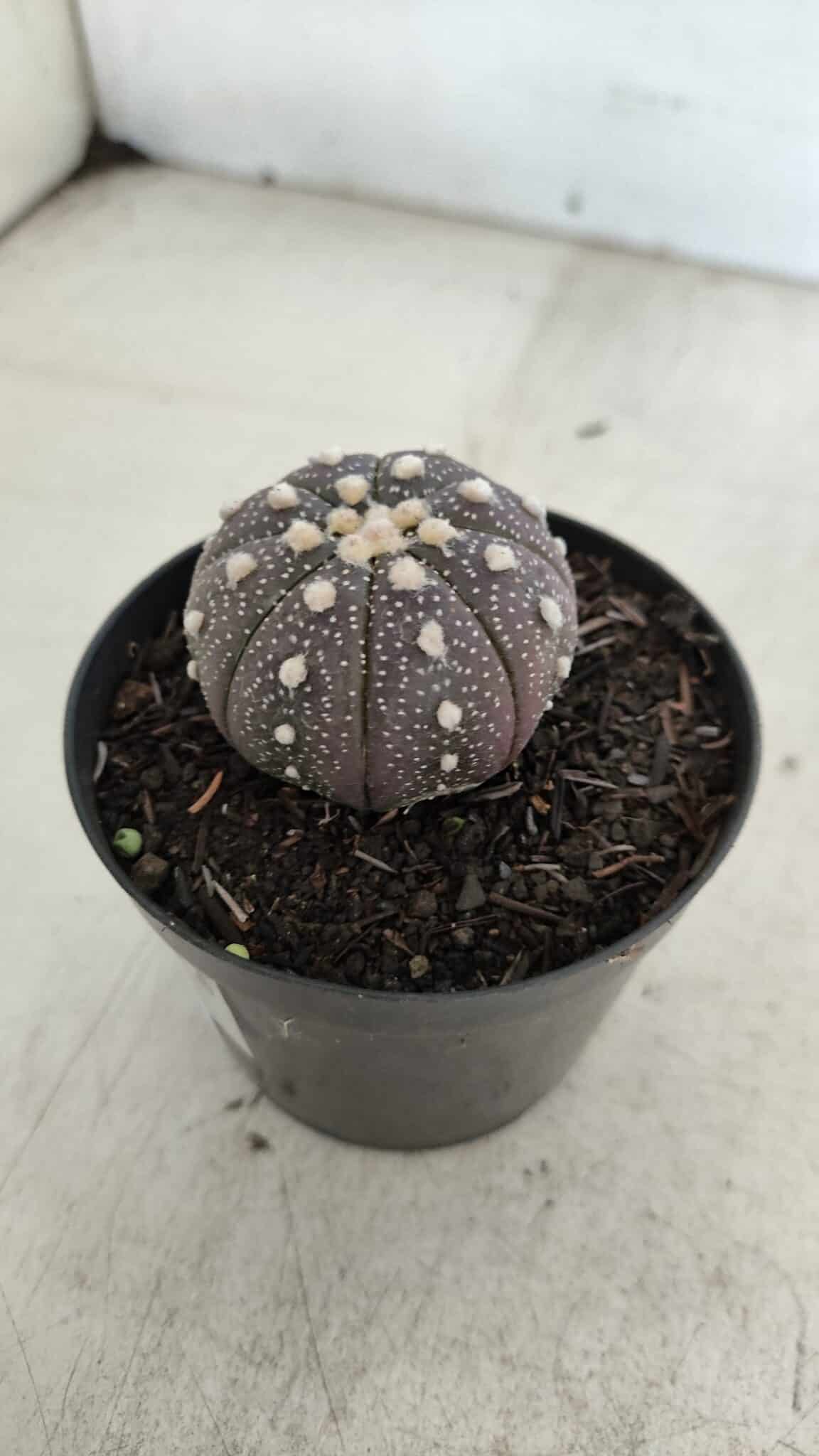 ASTROPHYTUM ASTERIAS “Purple”  Nº 965 – vaso 09 - foto 8