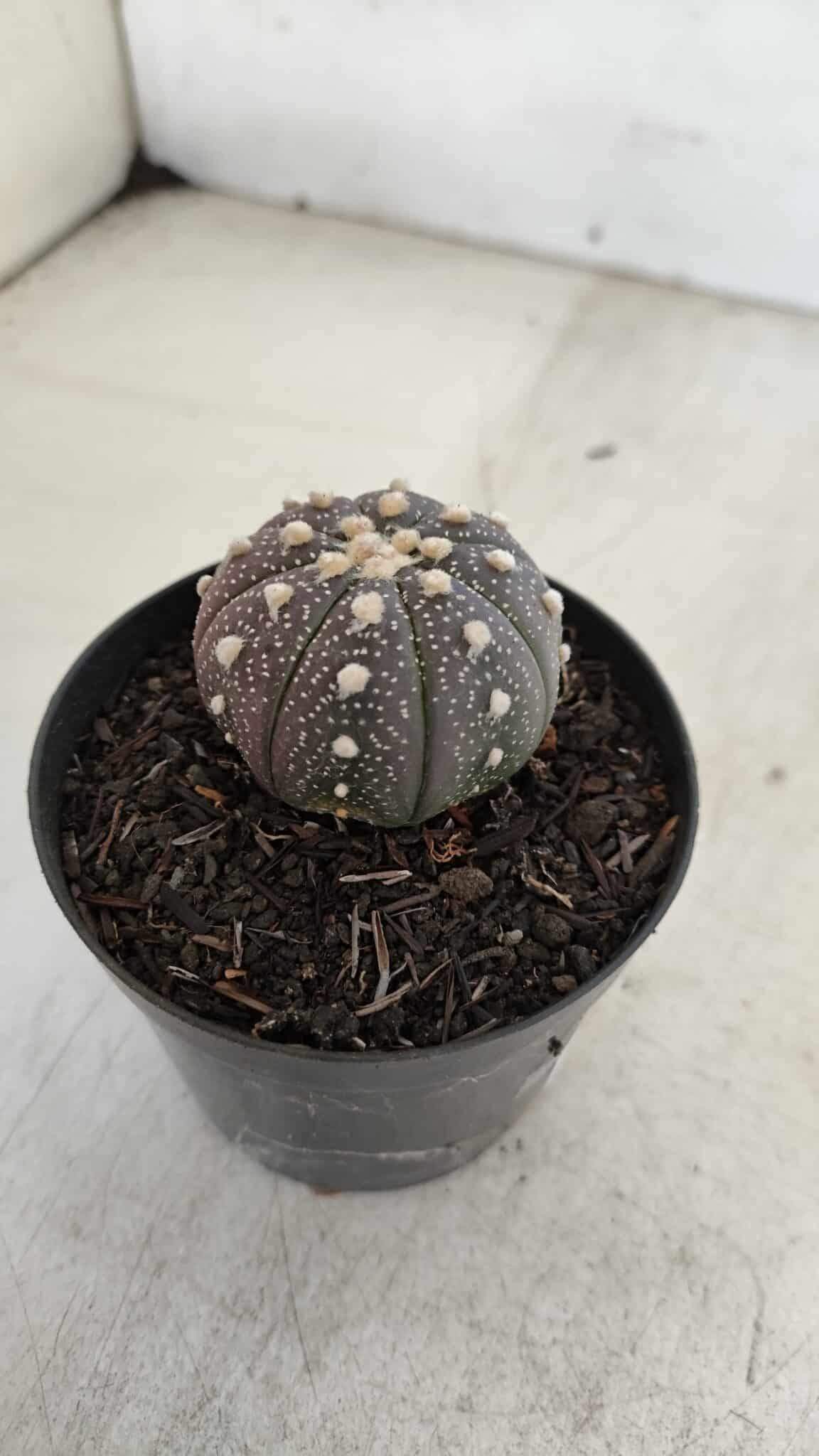ASTROPHYTUM ASTERIAS “Purple”  Nº 965 – vaso 09 - foto 7