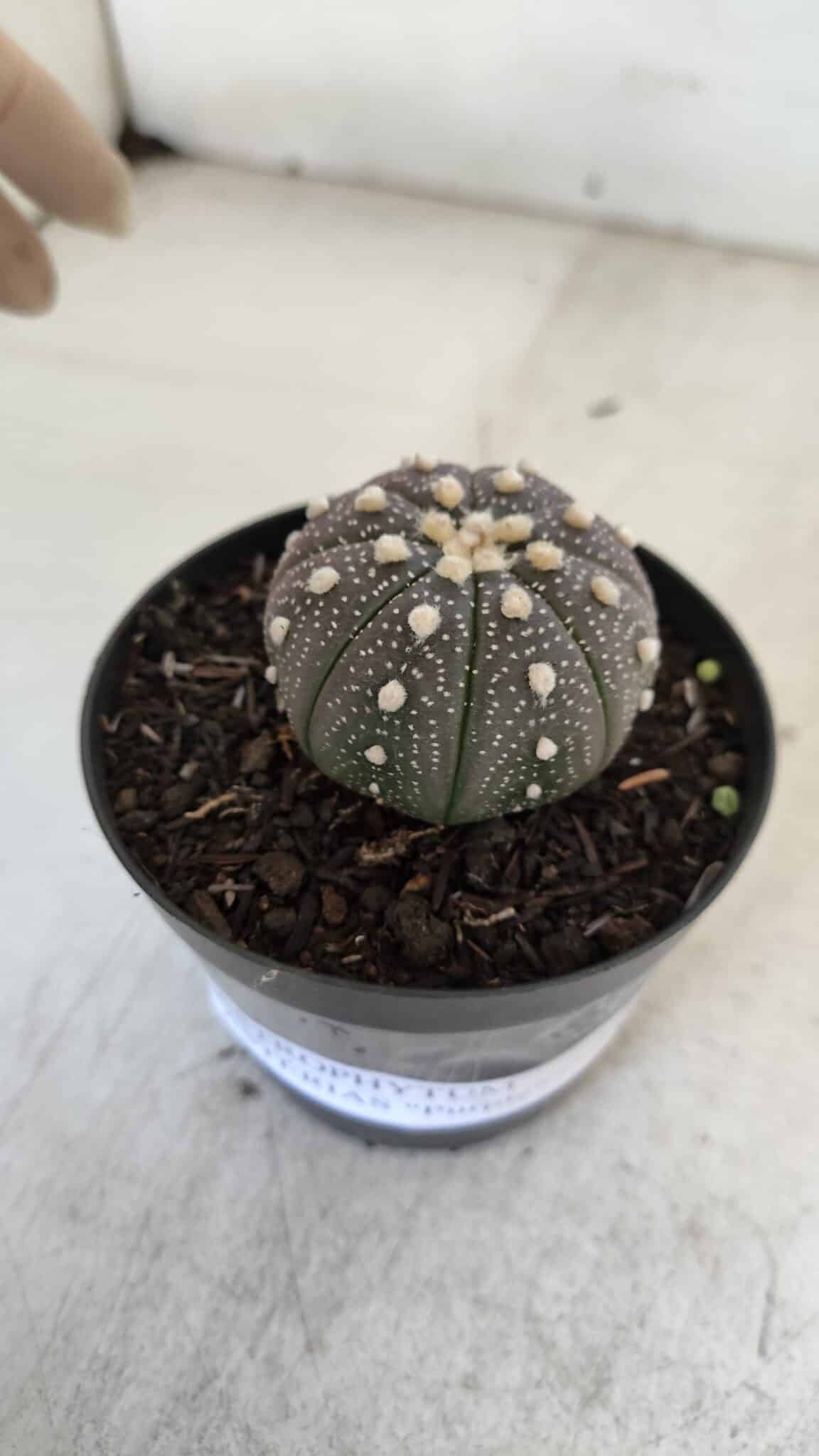 ASTROPHYTUM ASTERIAS “Purple”  Nº 965 – vaso 09 - foto 6