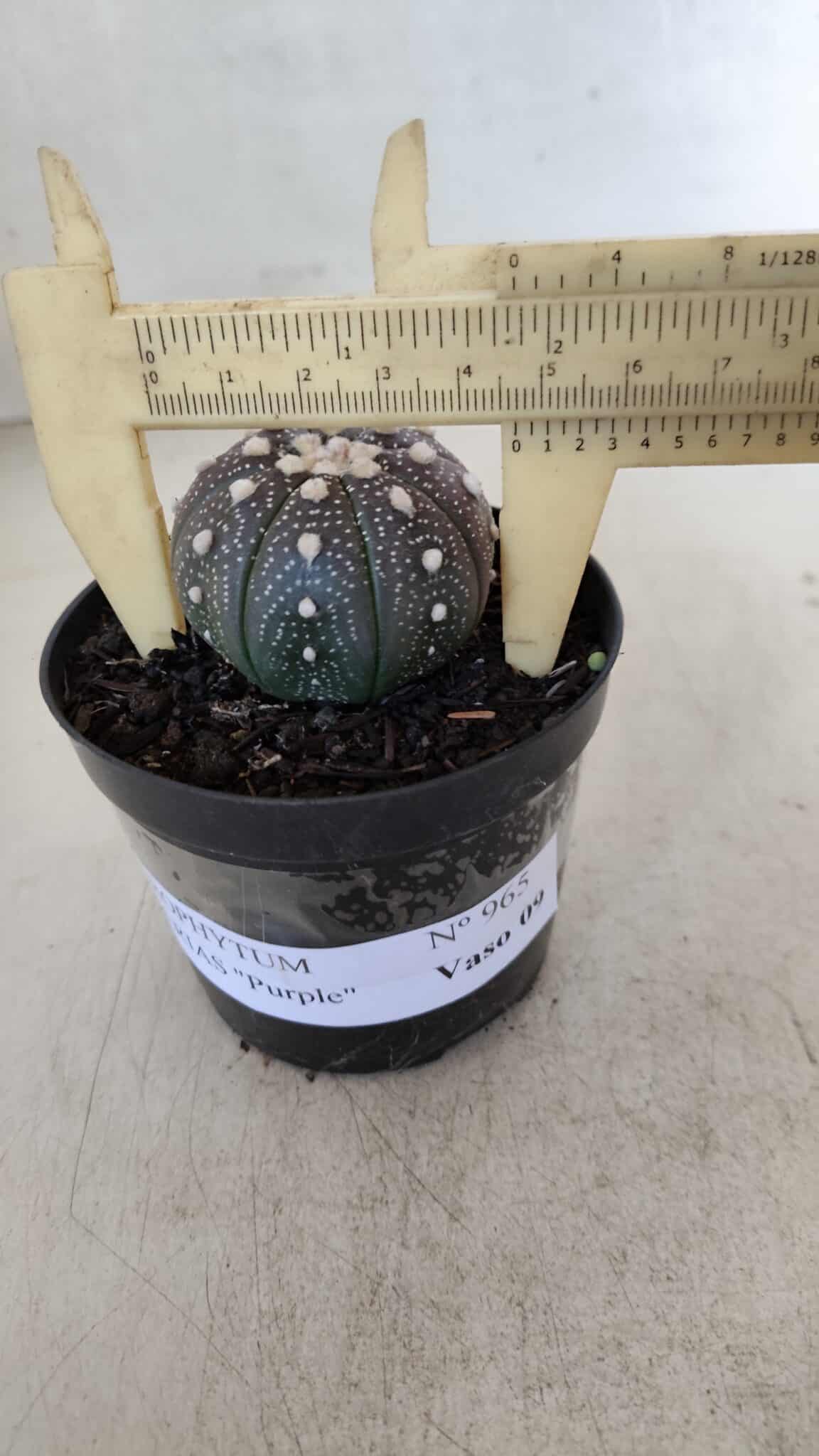 ASTROPHYTUM ASTERIAS “Purple”  Nº 965 – vaso 09 - foto 4