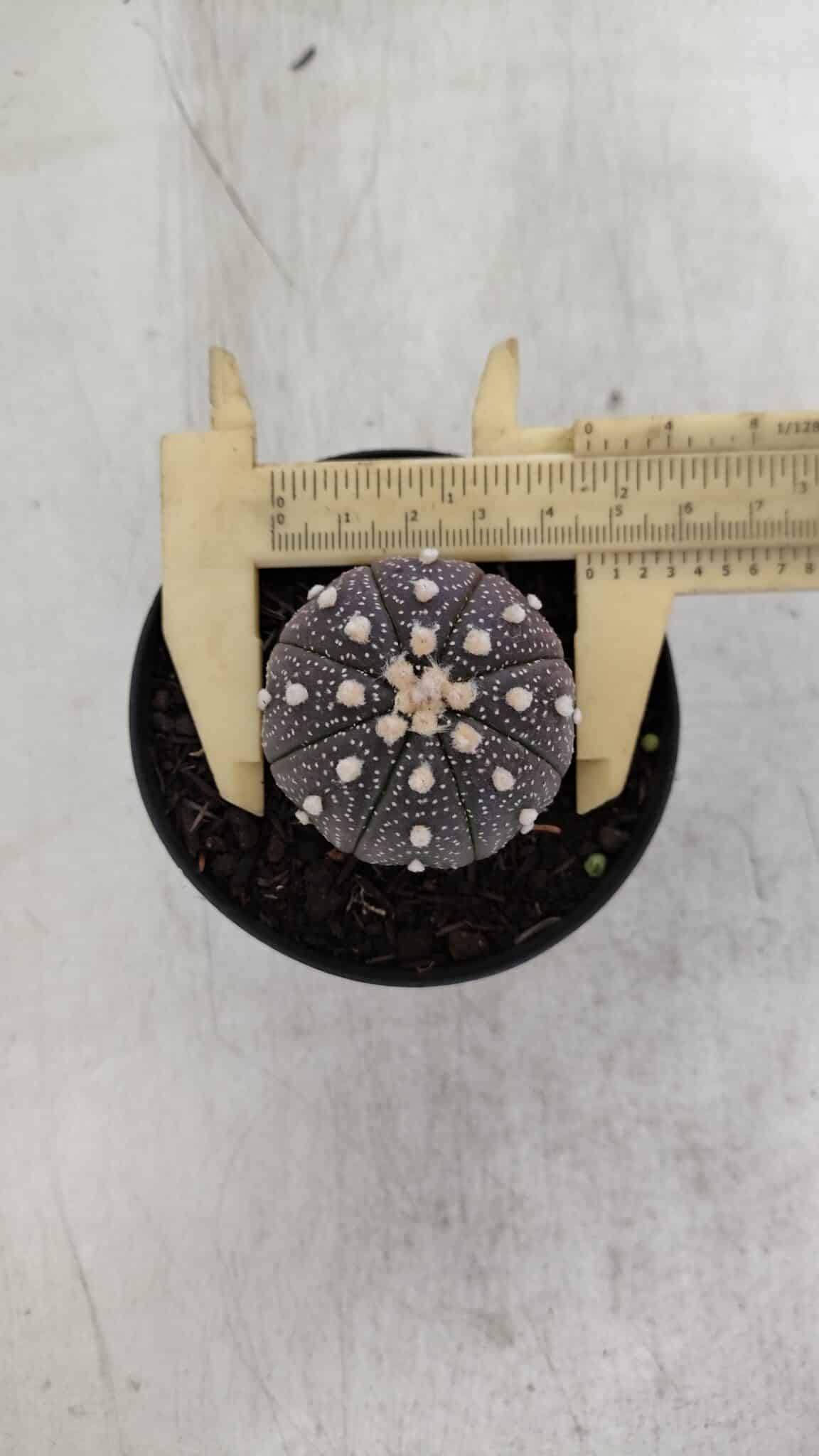 ASTROPHYTUM ASTERIAS “Purple”  Nº 965 – vaso 09 - foto 5