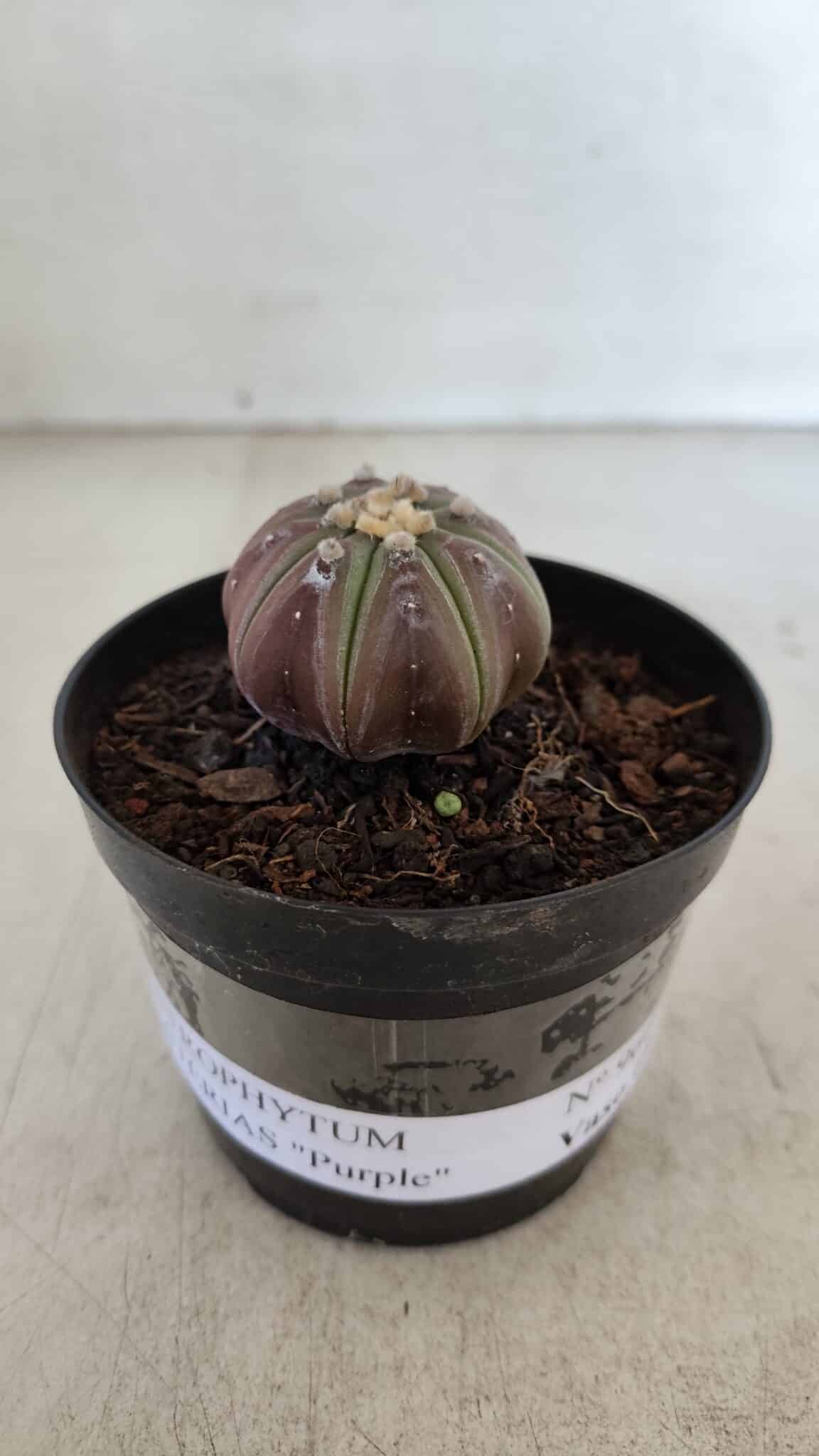 ASTROPHYTUM ASTERIAS “Purple”  Nº 966 – vaso 09 - foto 2