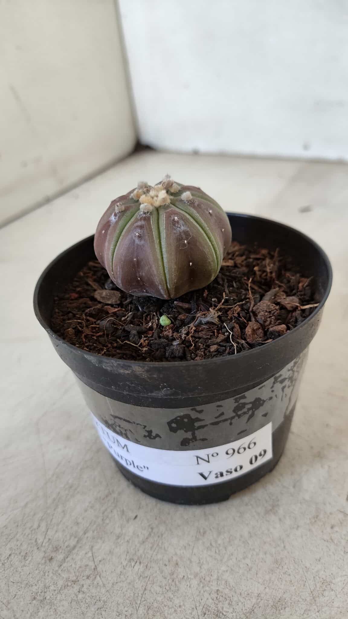 ASTROPHYTUM ASTERIAS “Purple”  Nº 966 – vaso 09 - foto 9