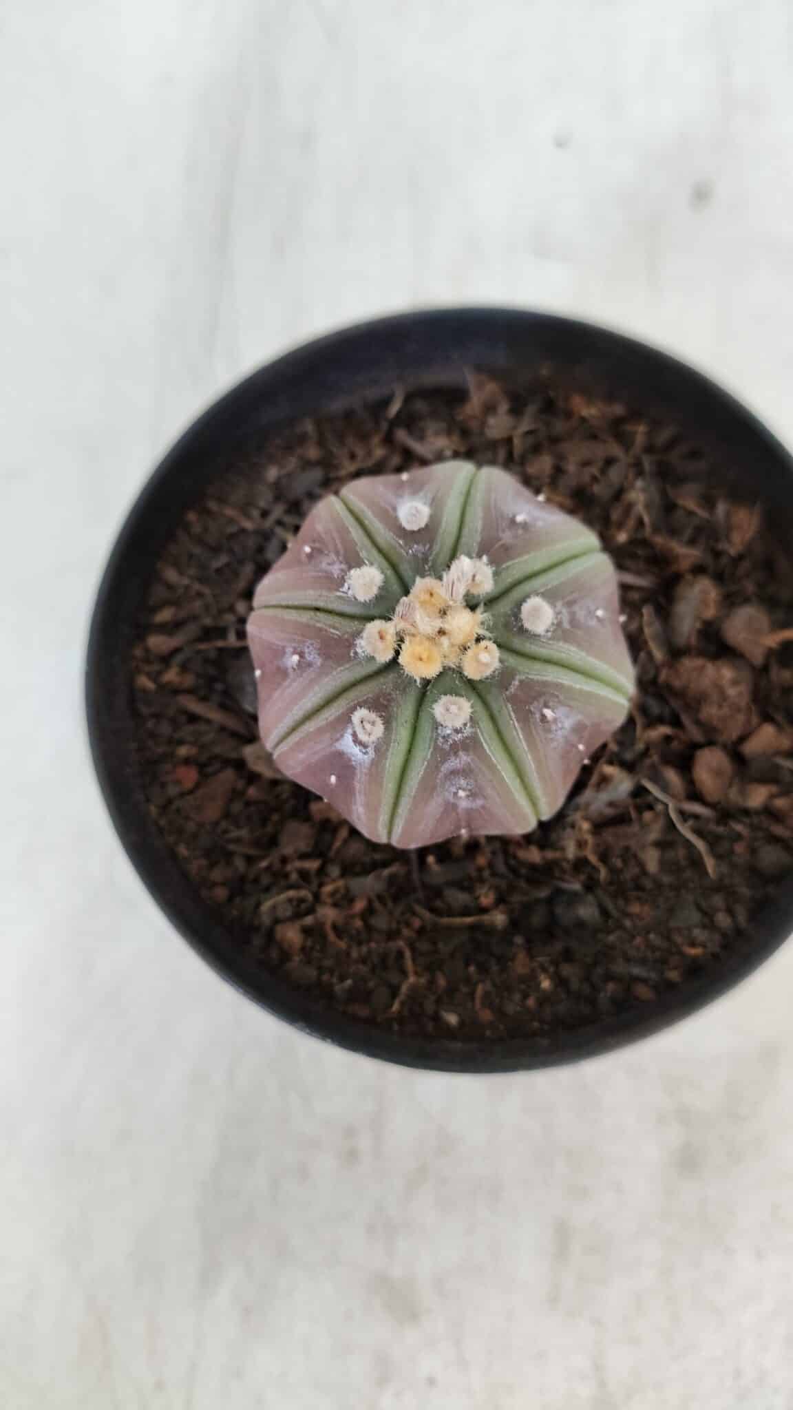 ASTROPHYTUM ASTERIAS “Purple”  Nº 966 – vaso 09 - foto 3
