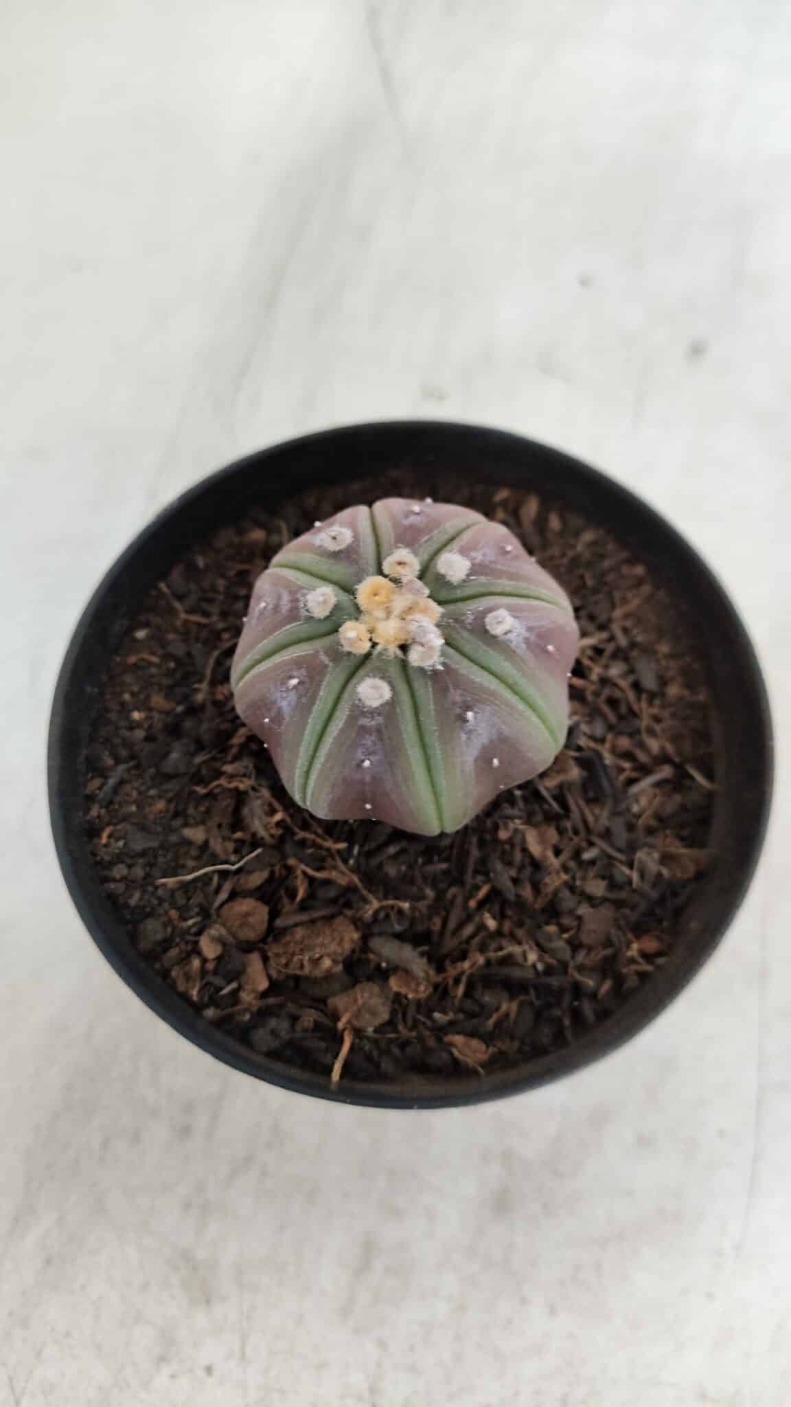 ASTROPHYTUM ASTERIAS “Purple”  Nº 966 – vaso 09 - foto 8