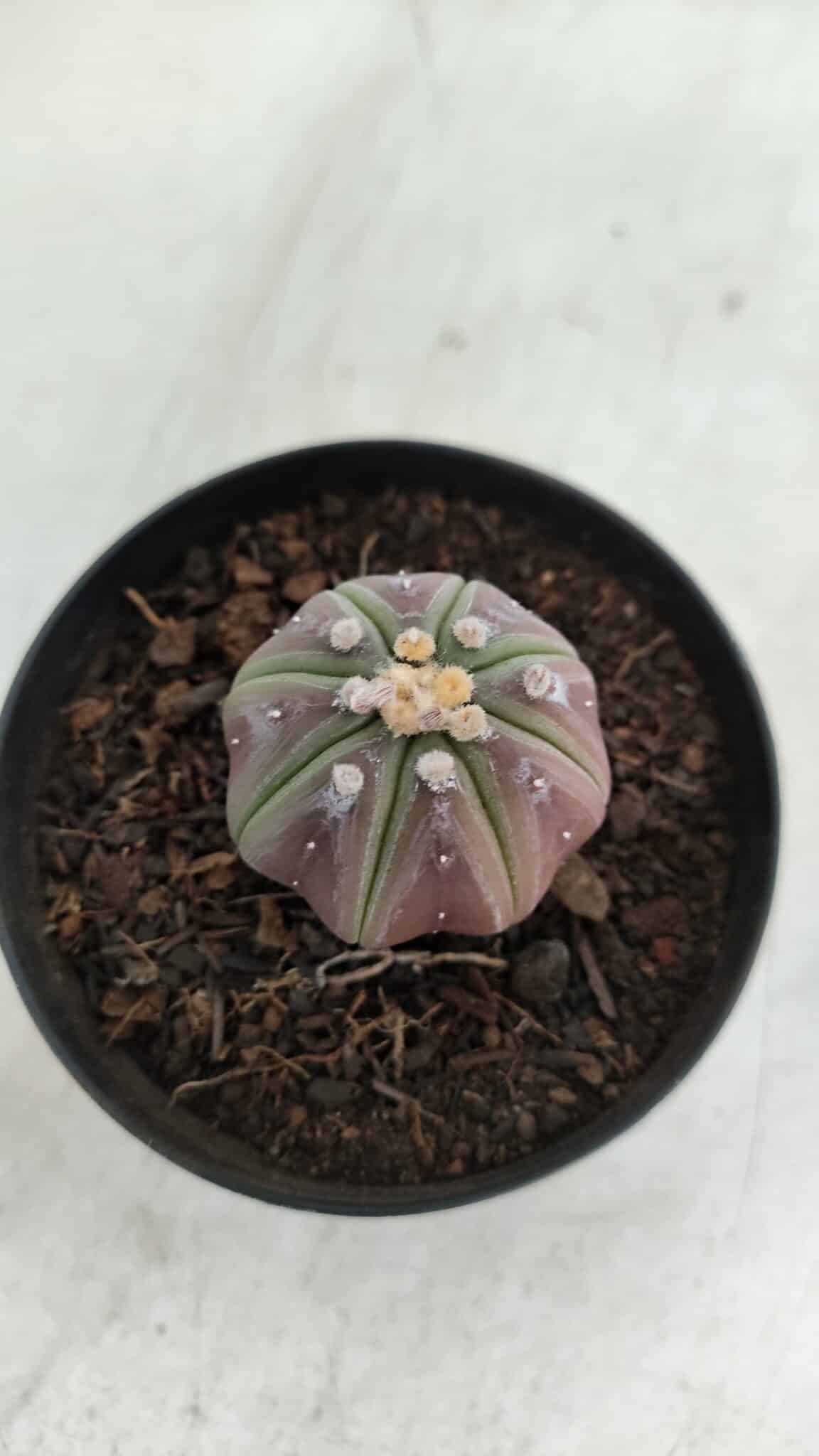ASTROPHYTUM ASTERIAS “Purple”  Nº 966 – vaso 09 - foto 7