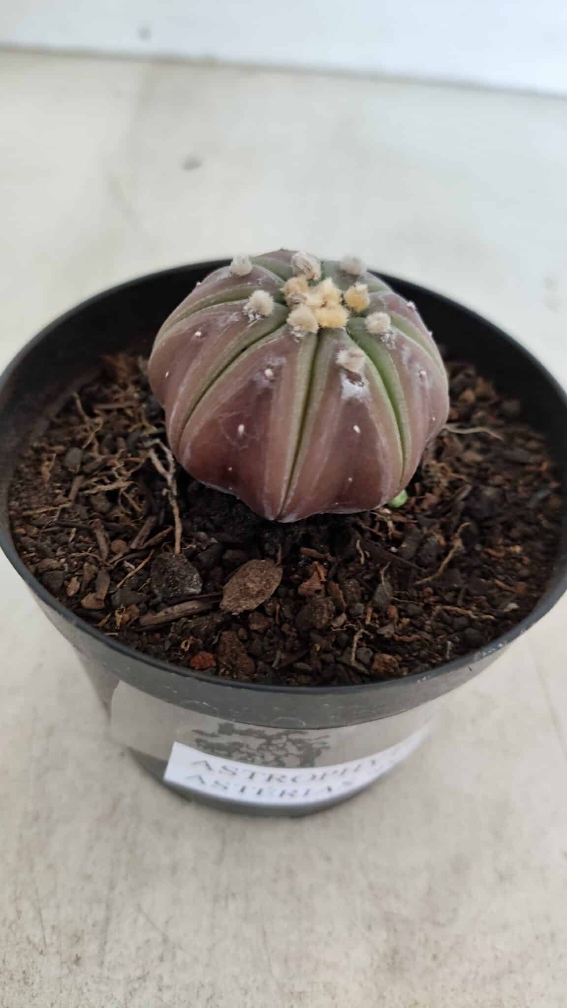 ASTROPHYTUM ASTERIAS “Purple”  Nº 966 – vaso 09 - foto 6