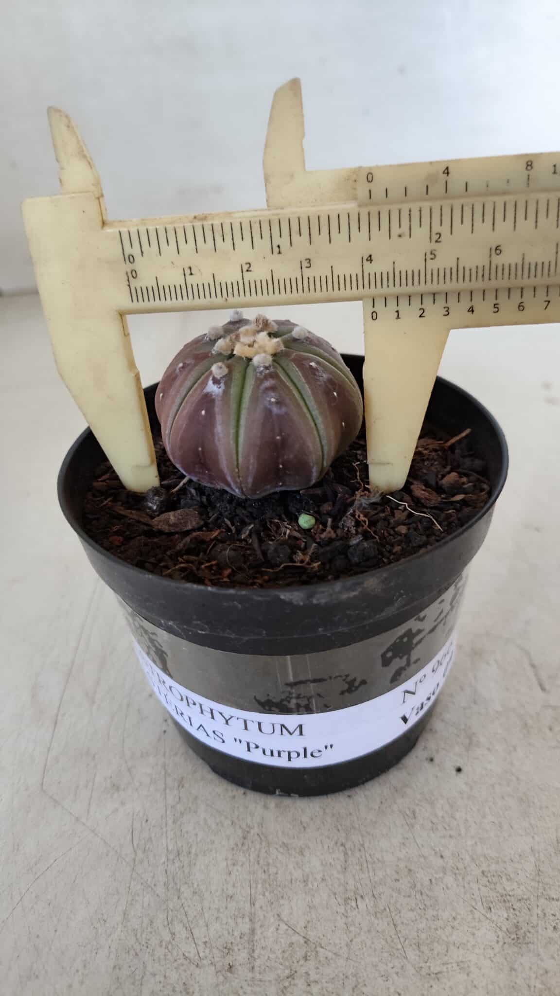 ASTROPHYTUM ASTERIAS “Purple”  Nº 966 – vaso 09 - foto 4