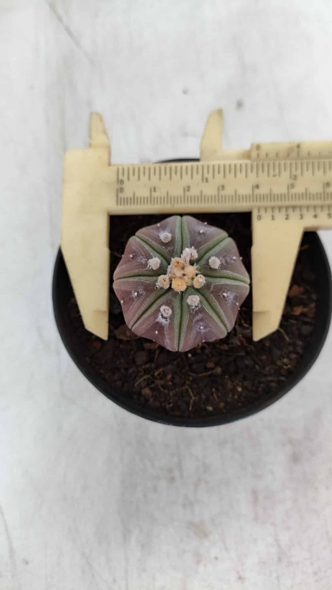 ASTROPHYTUM ASTERIAS “Purple”  Nº 966 – vaso 09 - foto 5