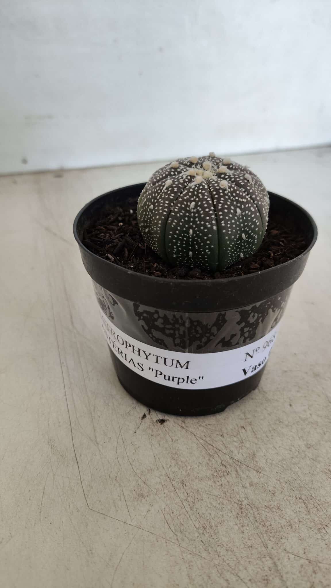 ASTROPHYTUM ASTERIAS “Purple”  Nº 968 – vaso 09 - foto 2