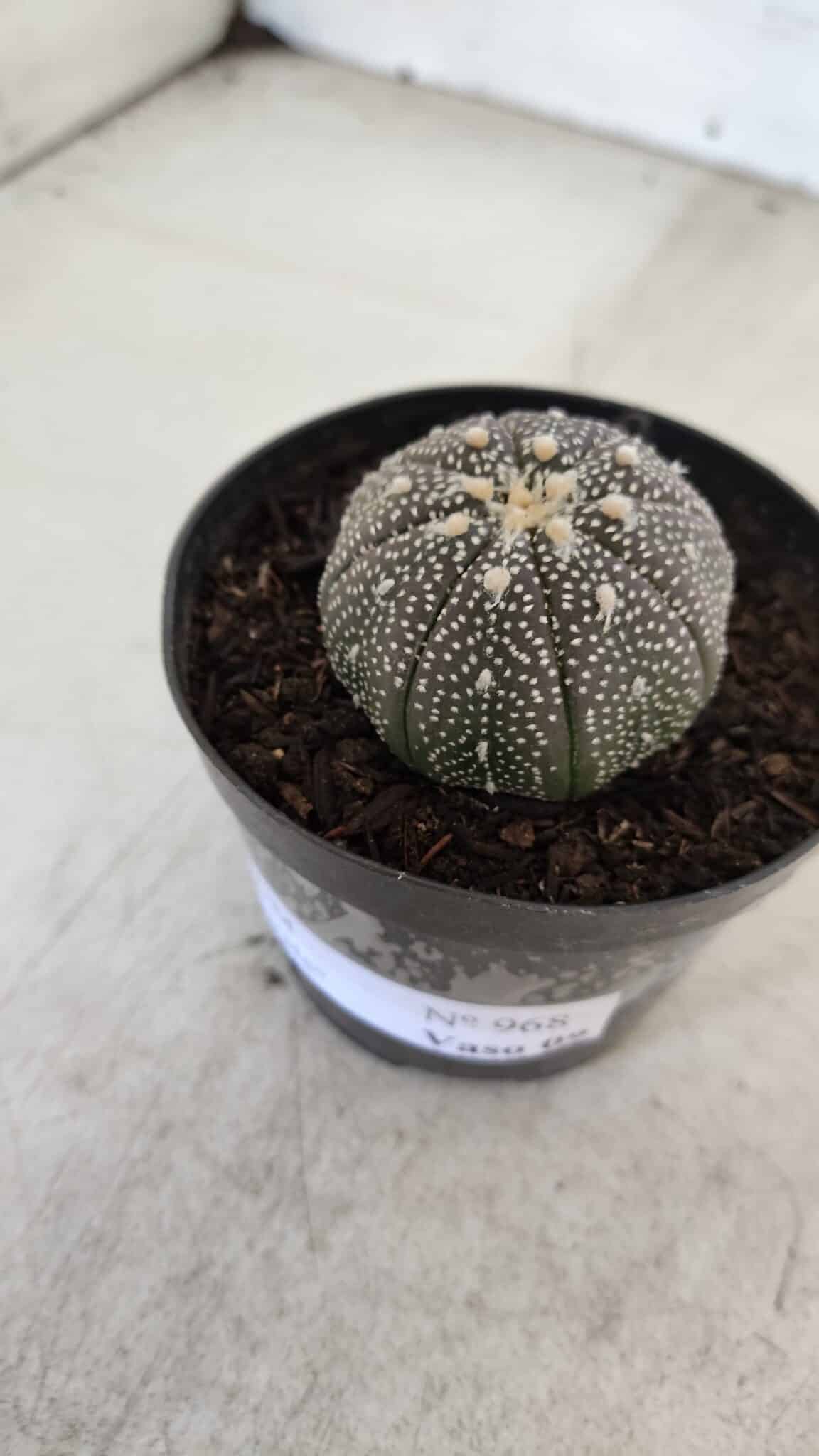 ASTROPHYTUM ASTERIAS “Purple”  Nº 968 – vaso 09 - foto 3