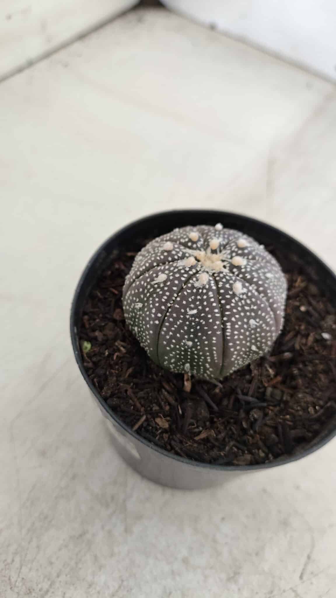 ASTROPHYTUM ASTERIAS “Purple”  Nº 968 – vaso 09 - foto 7