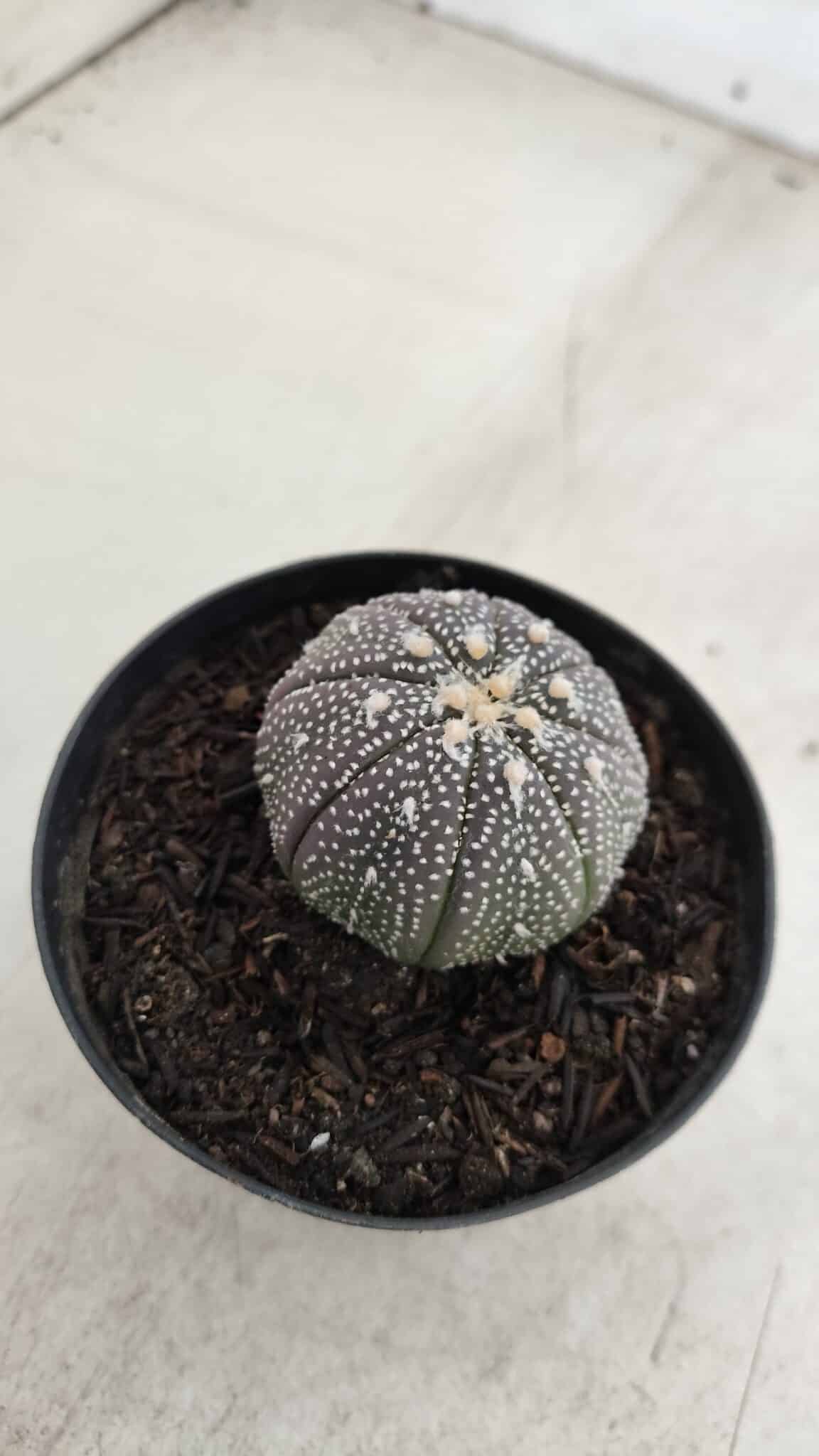 ASTROPHYTUM ASTERIAS “Purple”  Nº 968 – vaso 09 - foto 6