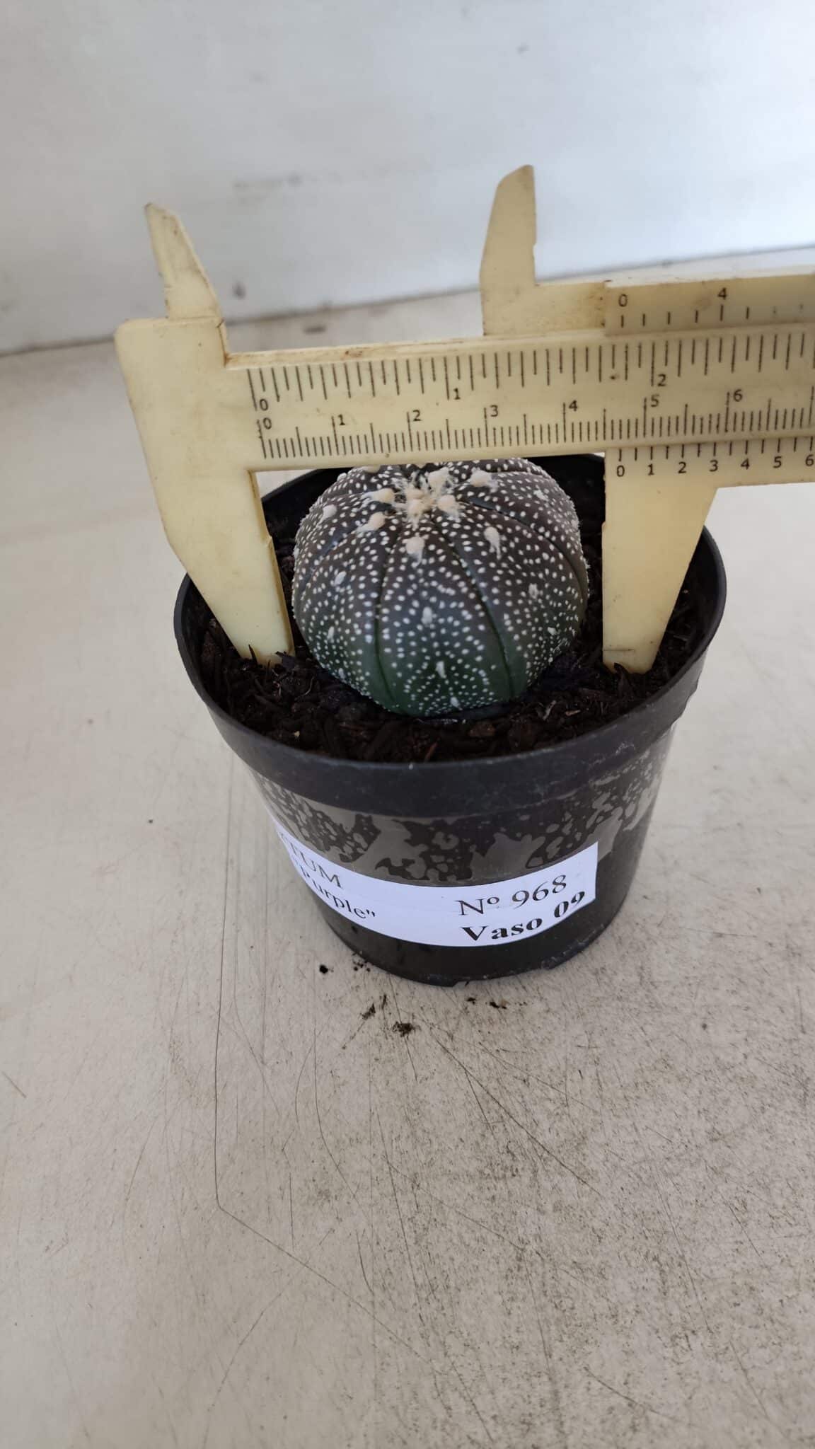 ASTROPHYTUM ASTERIAS “Purple”  Nº 968 – vaso 09 - foto 4