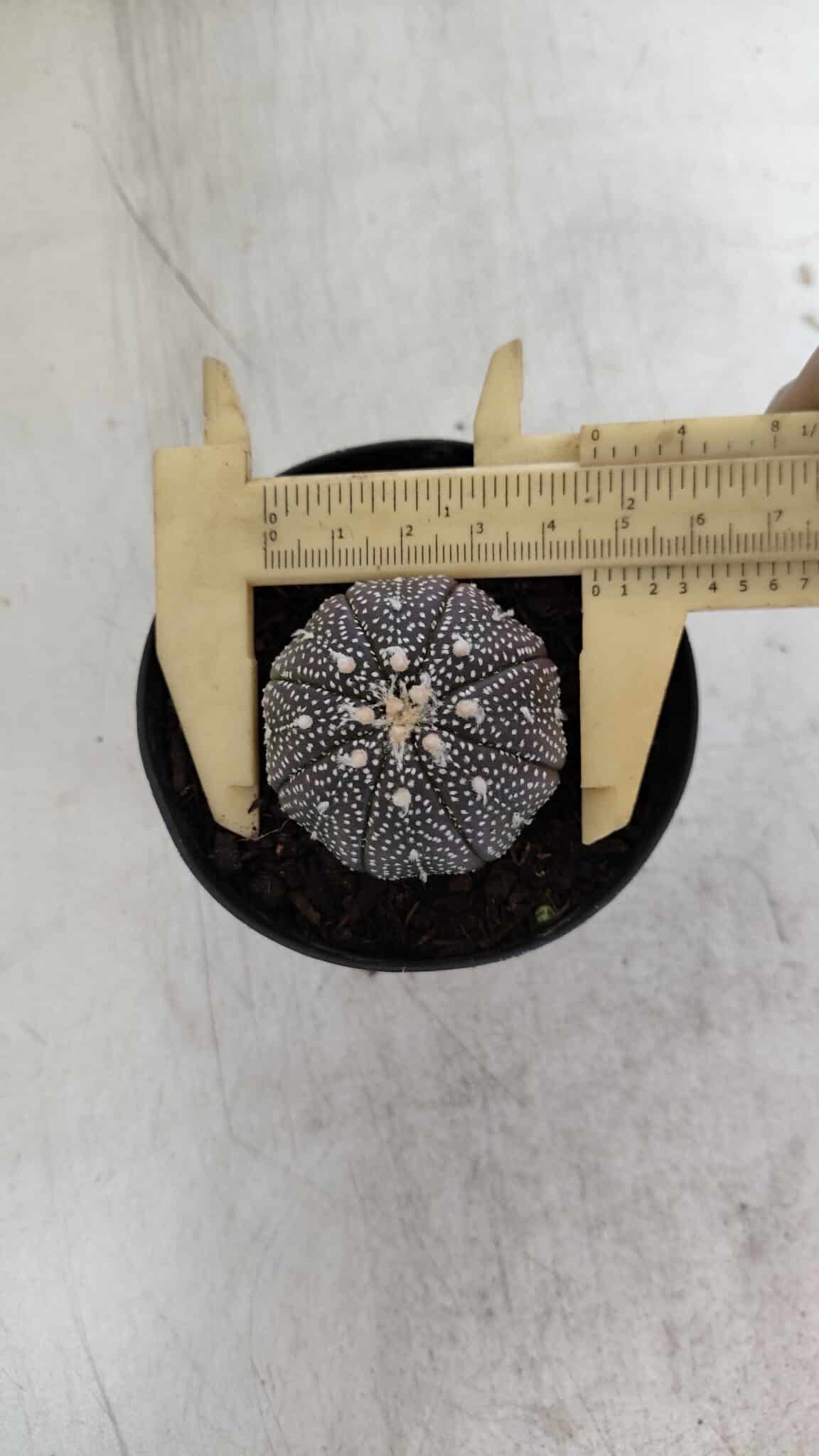 ASTROPHYTUM ASTERIAS “Purple”  Nº 968 – vaso 09 - foto 5