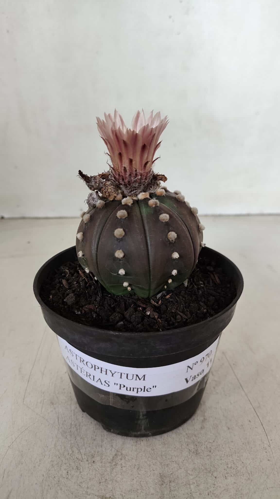ASTROPHYTUM ASTERIAS “Purple”  Nº 970 – vaso 11 - foto 2