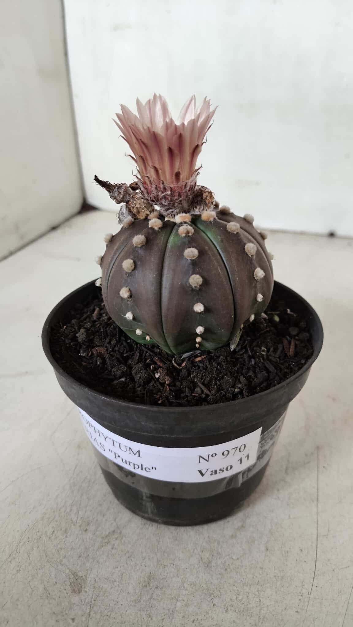 ASTROPHYTUM ASTERIAS “Purple”  Nº 970 – vaso 11 - foto 10