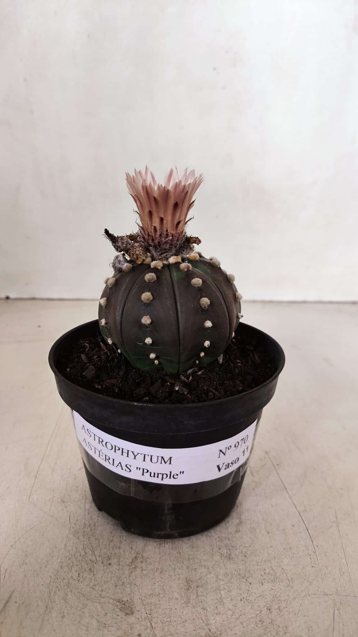 ASTROPHYTUM ASTERIAS “Purple”  Nº 970 – vaso 11 - foto 9