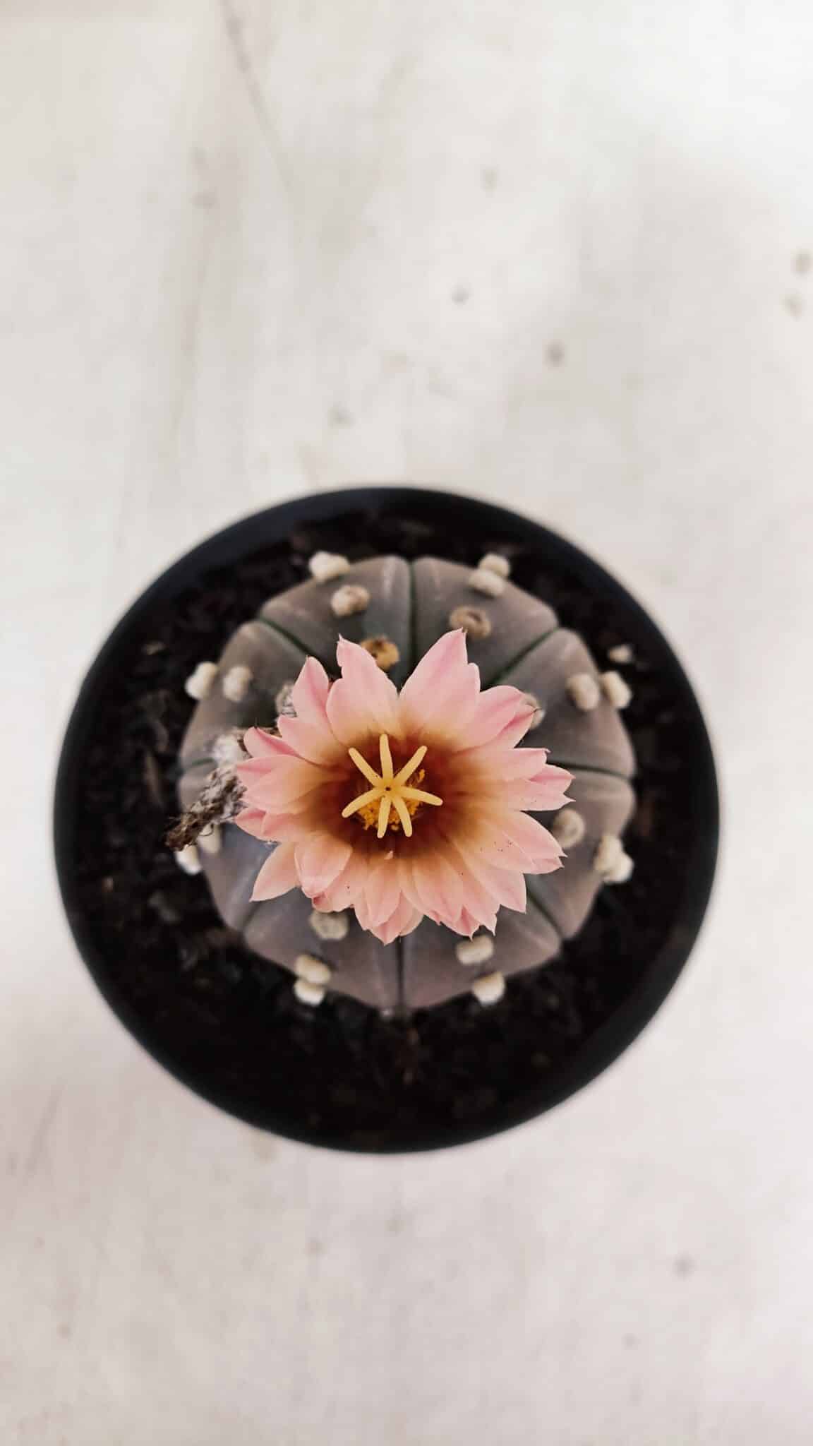 ASTROPHYTUM ASTERIAS “Purple”  Nº 970 – vaso 11 - foto 3
