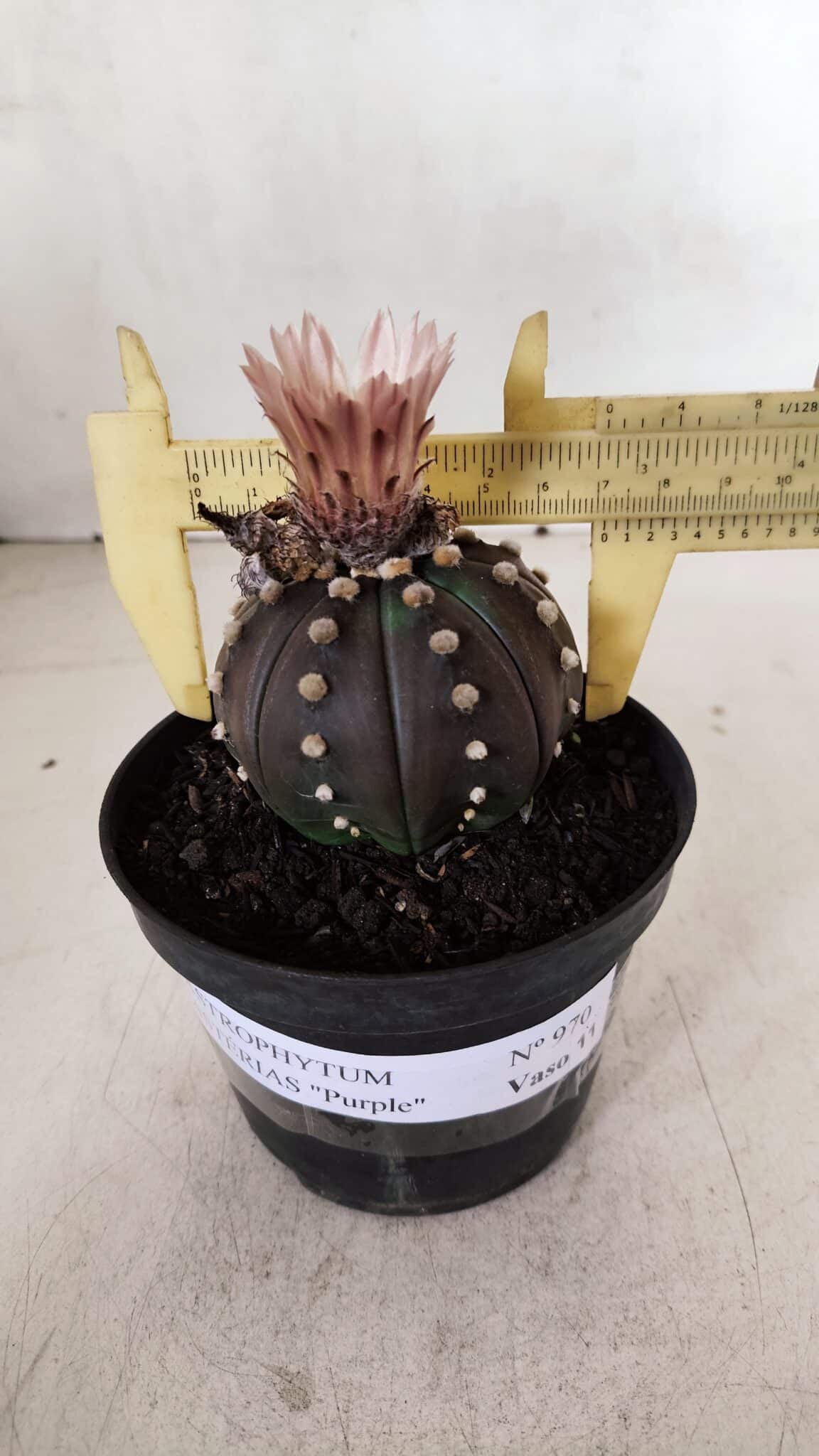 ASTROPHYTUM ASTERIAS “Purple”  Nº 970 – vaso 11 - foto 4