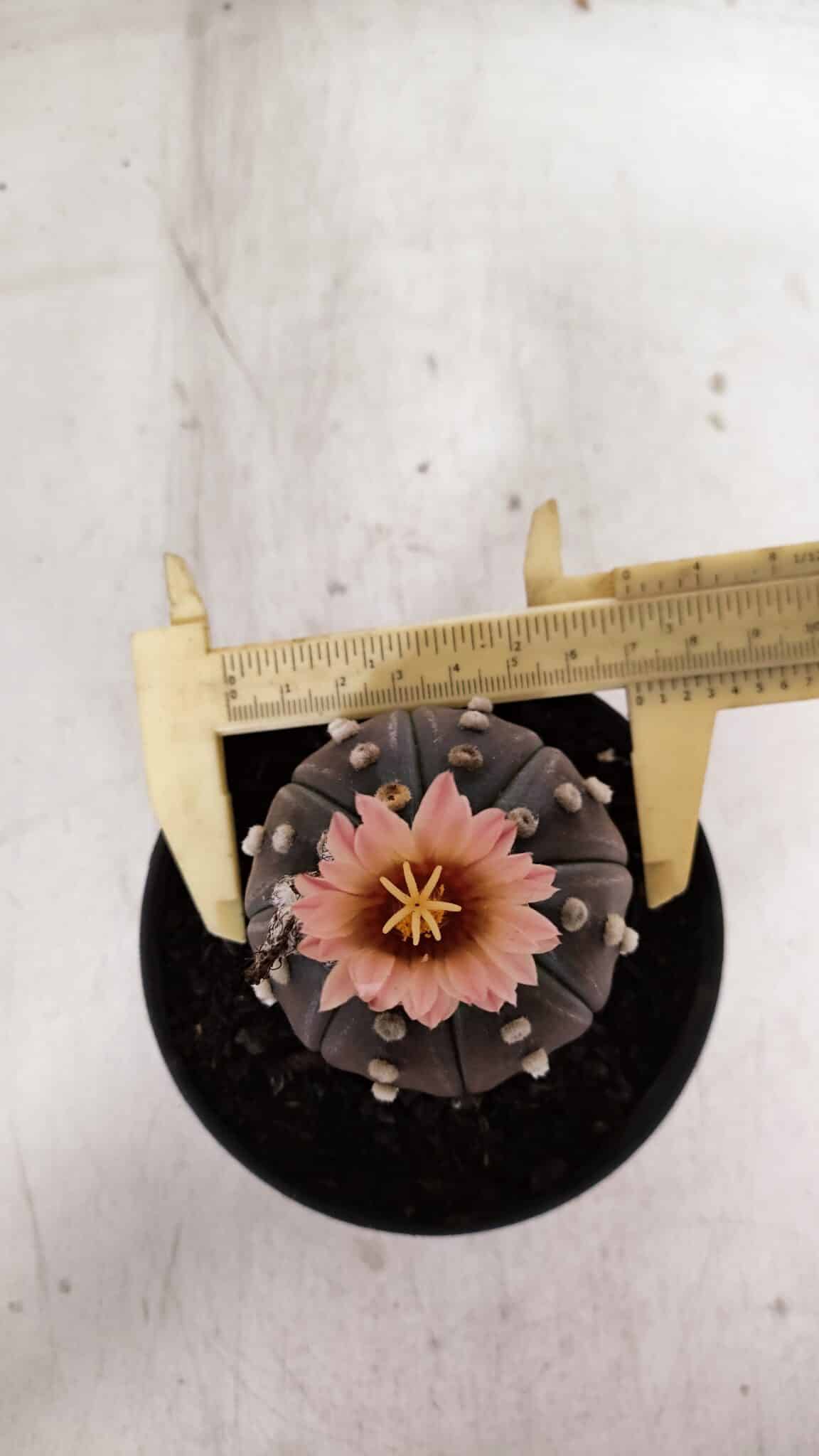ASTROPHYTUM ASTERIAS “Purple”  Nº 970 – vaso 11 - foto 5