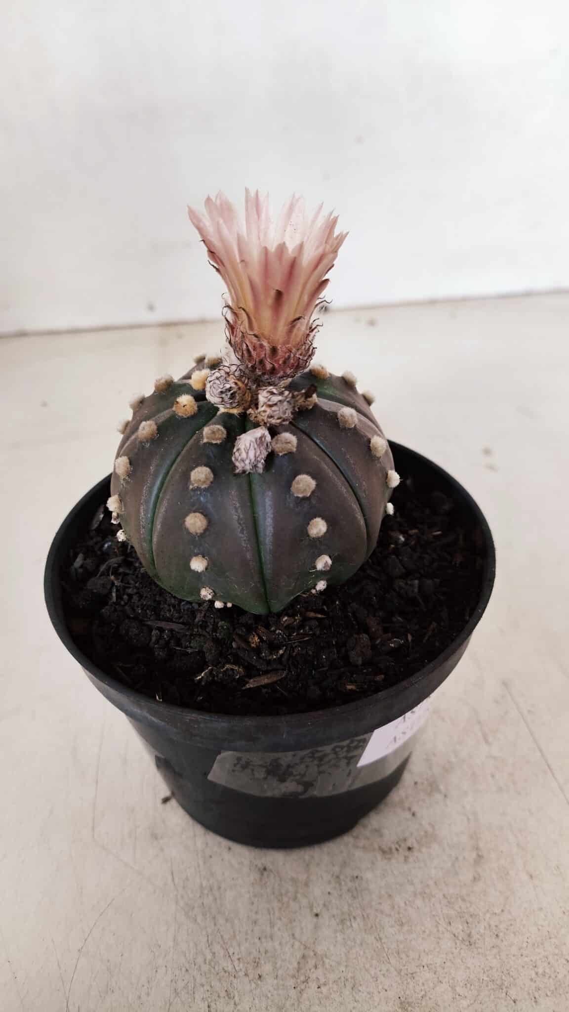 ASTROPHYTUM ASTERIAS “Purple”  Nº 970 – vaso 11 - foto 8