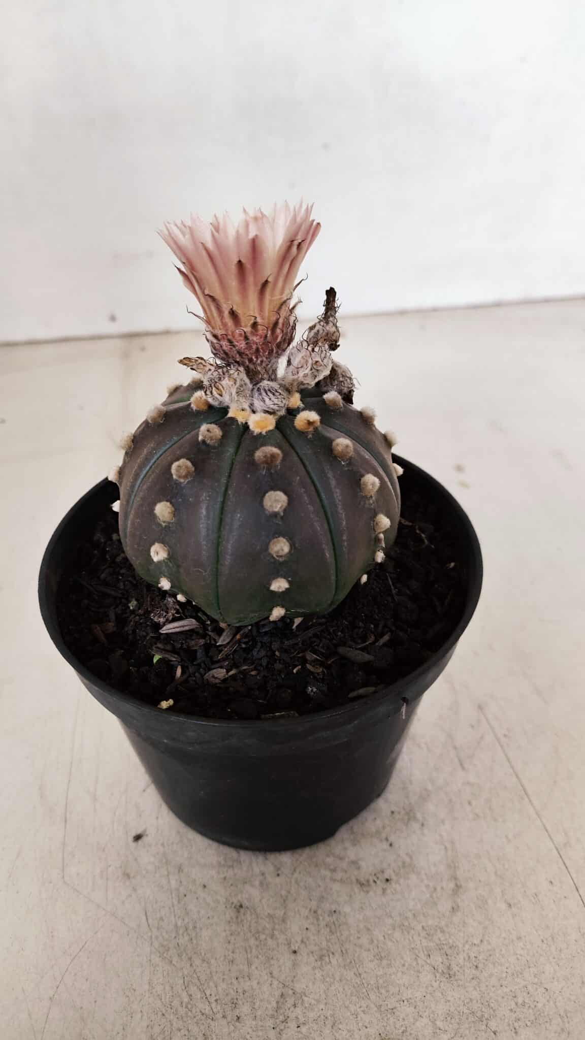 ASTROPHYTUM ASTERIAS “Purple”  Nº 970 – vaso 11 - foto 7