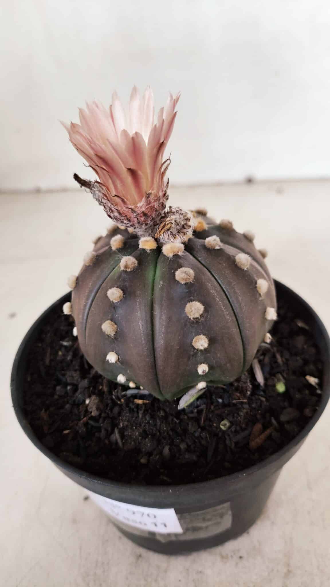 ASTROPHYTUM ASTERIAS “Purple”  Nº 970 – vaso 11 - foto 6
