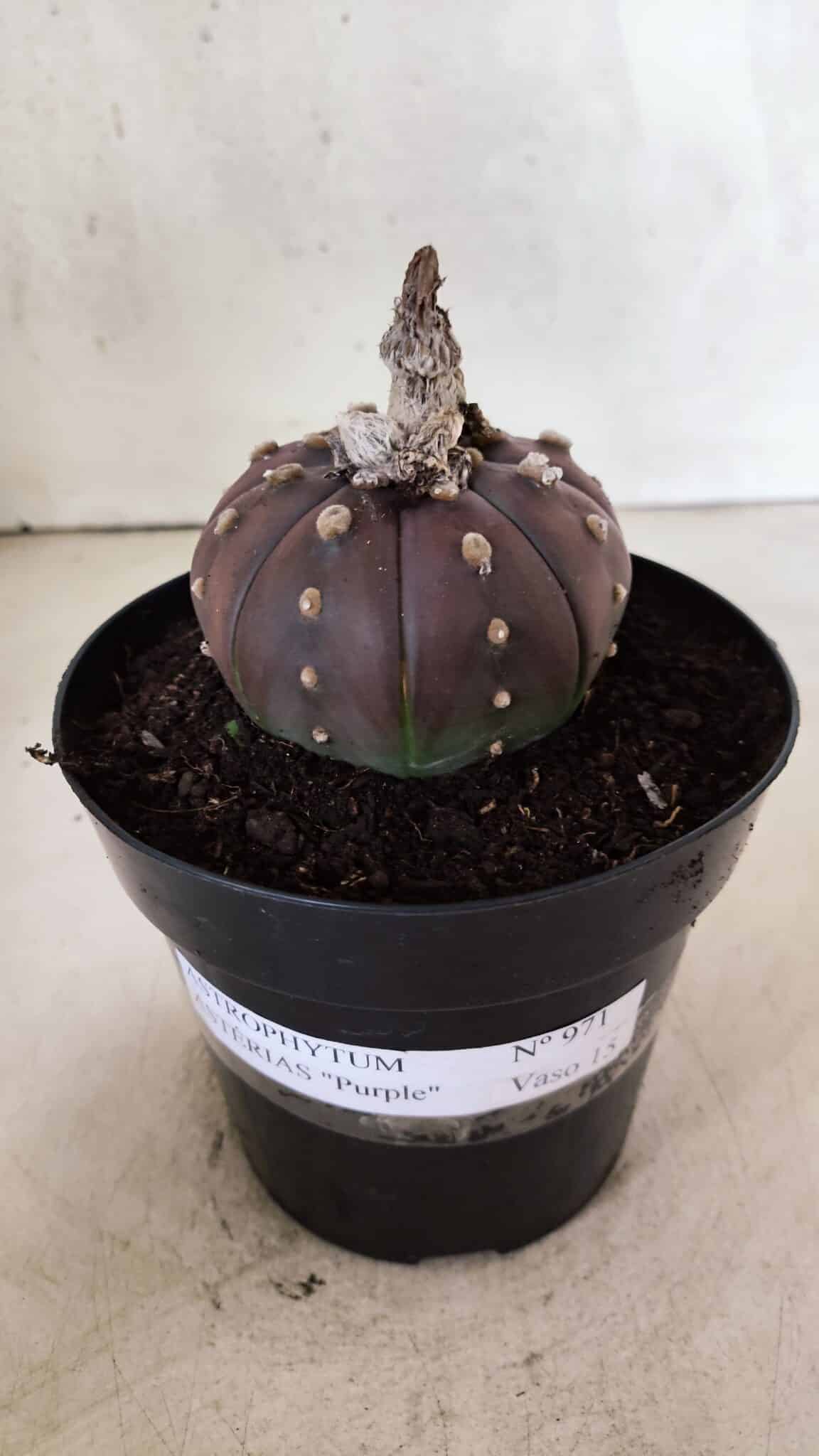 MATRIZ ASTROPHYTUM ASTÉRIAS "Purple" Nº 971 – vaso 15 - foto 2