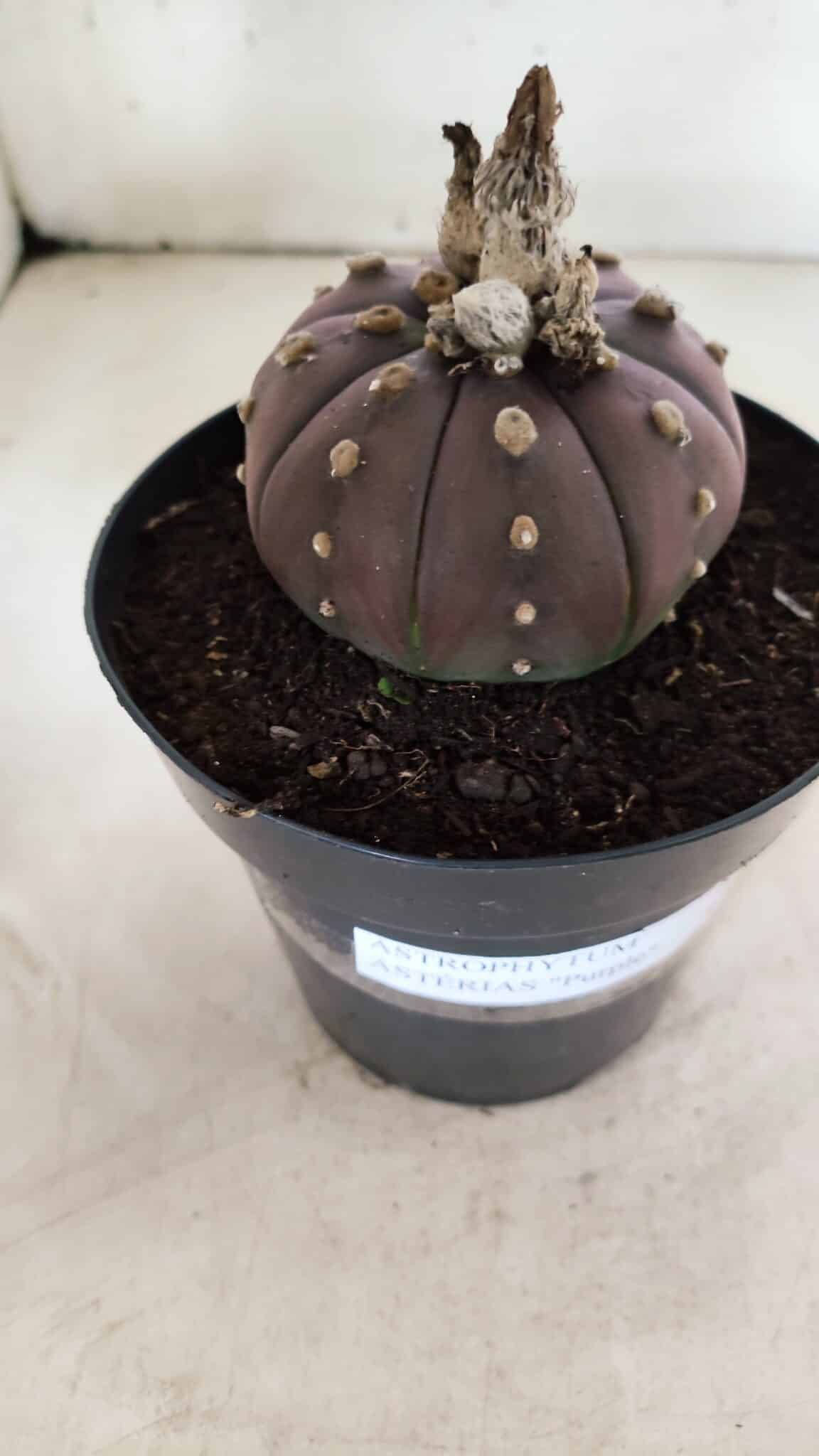 MATRIZ ASTROPHYTUM ASTÉRIAS "Purple" Nº 971 – vaso 15 - foto 7