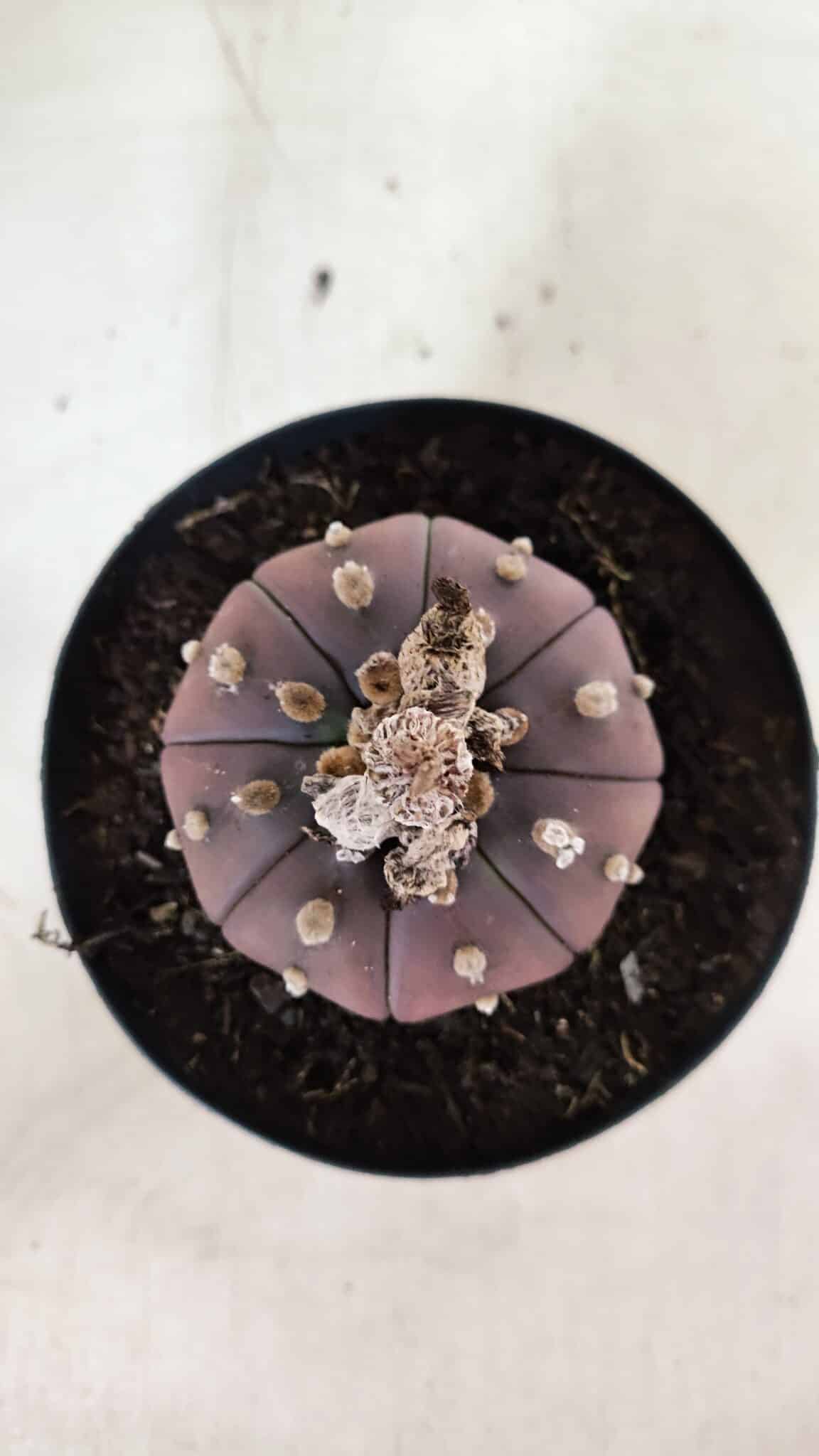 MATRIZ ASTROPHYTUM ASTÉRIAS "Purple" Nº 971 – vaso 15 - foto 3