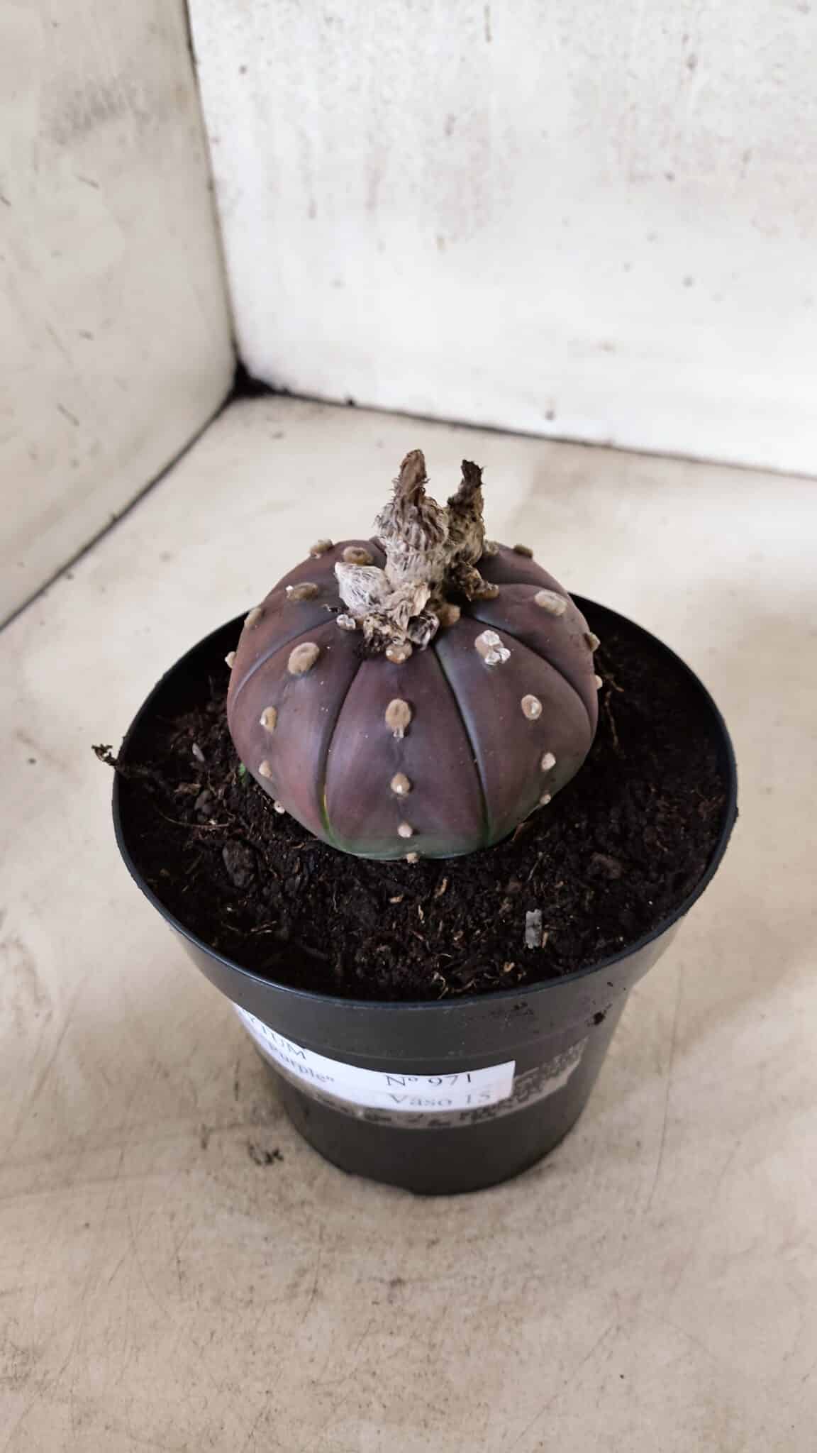 MATRIZ ASTROPHYTUM ASTÉRIAS "Purple" Nº 971 – vaso 15 - foto 10