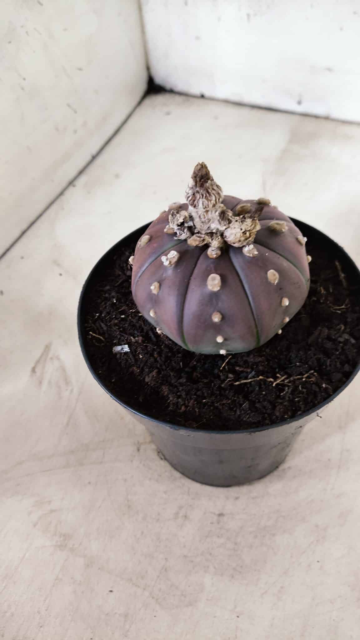 MATRIZ ASTROPHYTUM ASTÉRIAS "Purple" Nº 971 – vaso 15 - foto 9