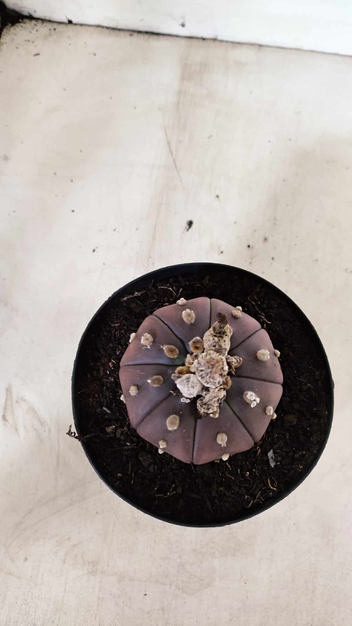 MATRIZ ASTROPHYTUM ASTÉRIAS "Purple" Nº 971 – vaso 15 - foto 8