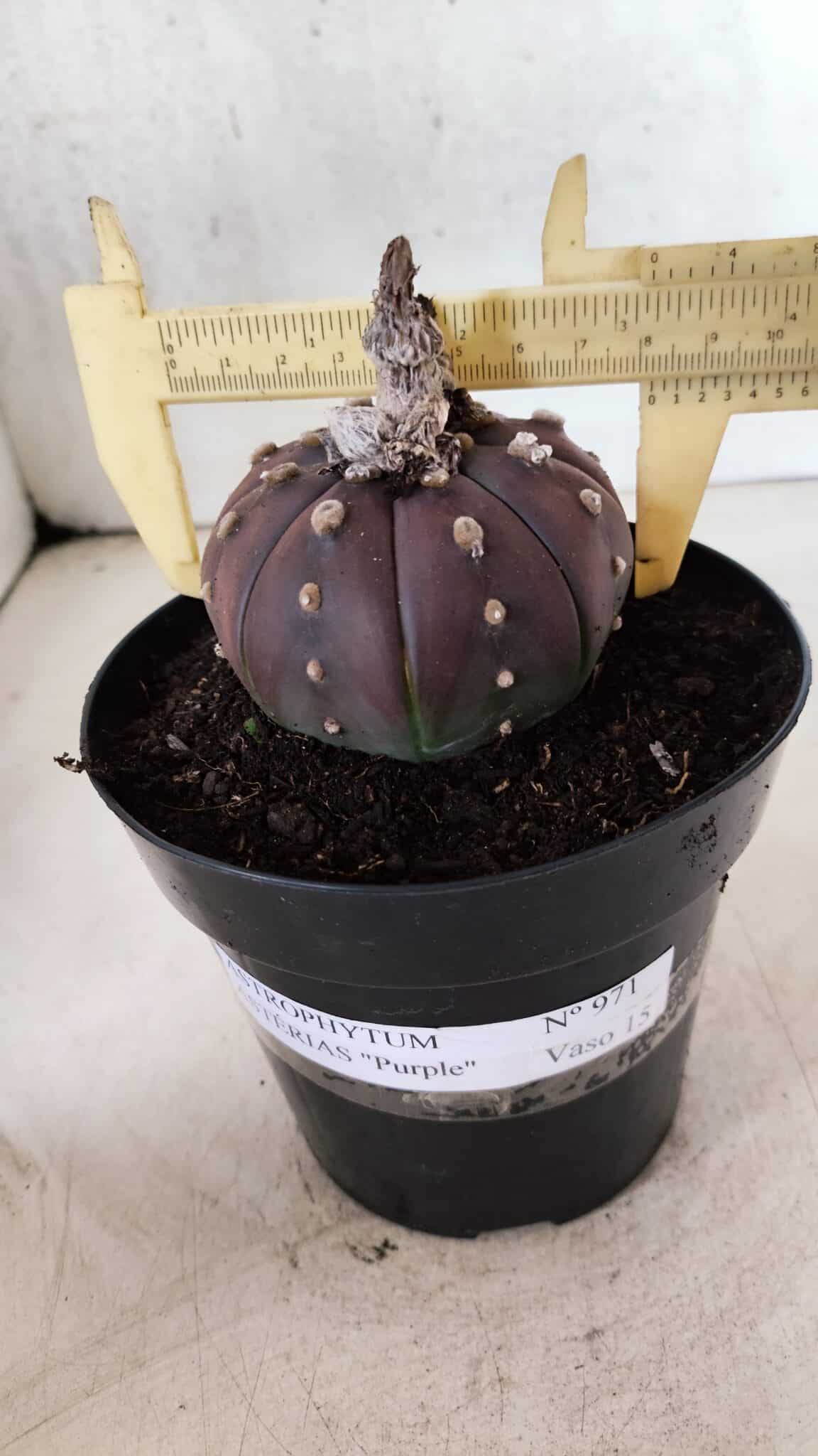 MATRIZ ASTROPHYTUM ASTÉRIAS "Purple" Nº 971 – vaso 15 - foto 4