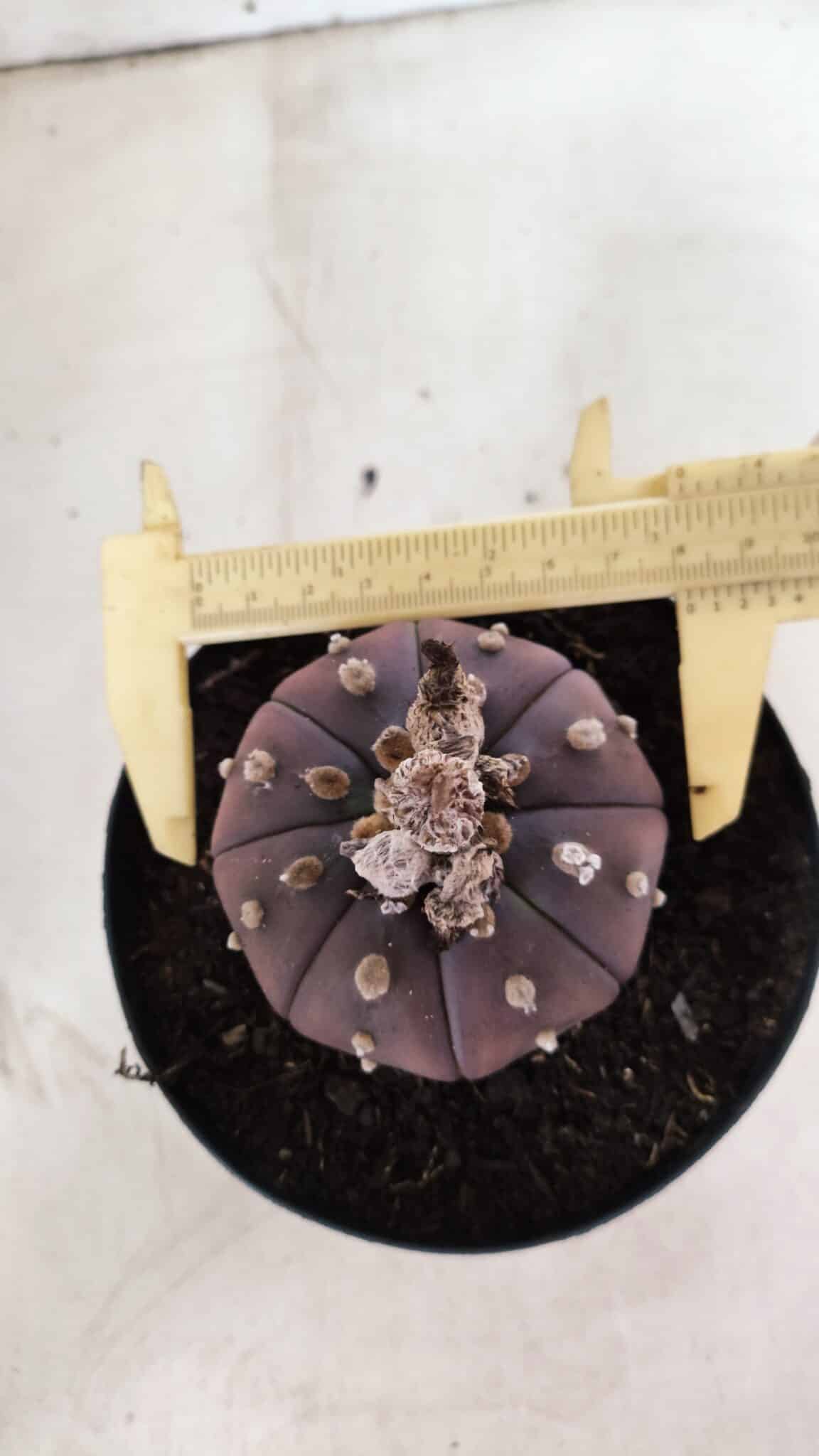 MATRIZ ASTROPHYTUM ASTÉRIAS "Purple" Nº 971 – vaso 15 - foto 5