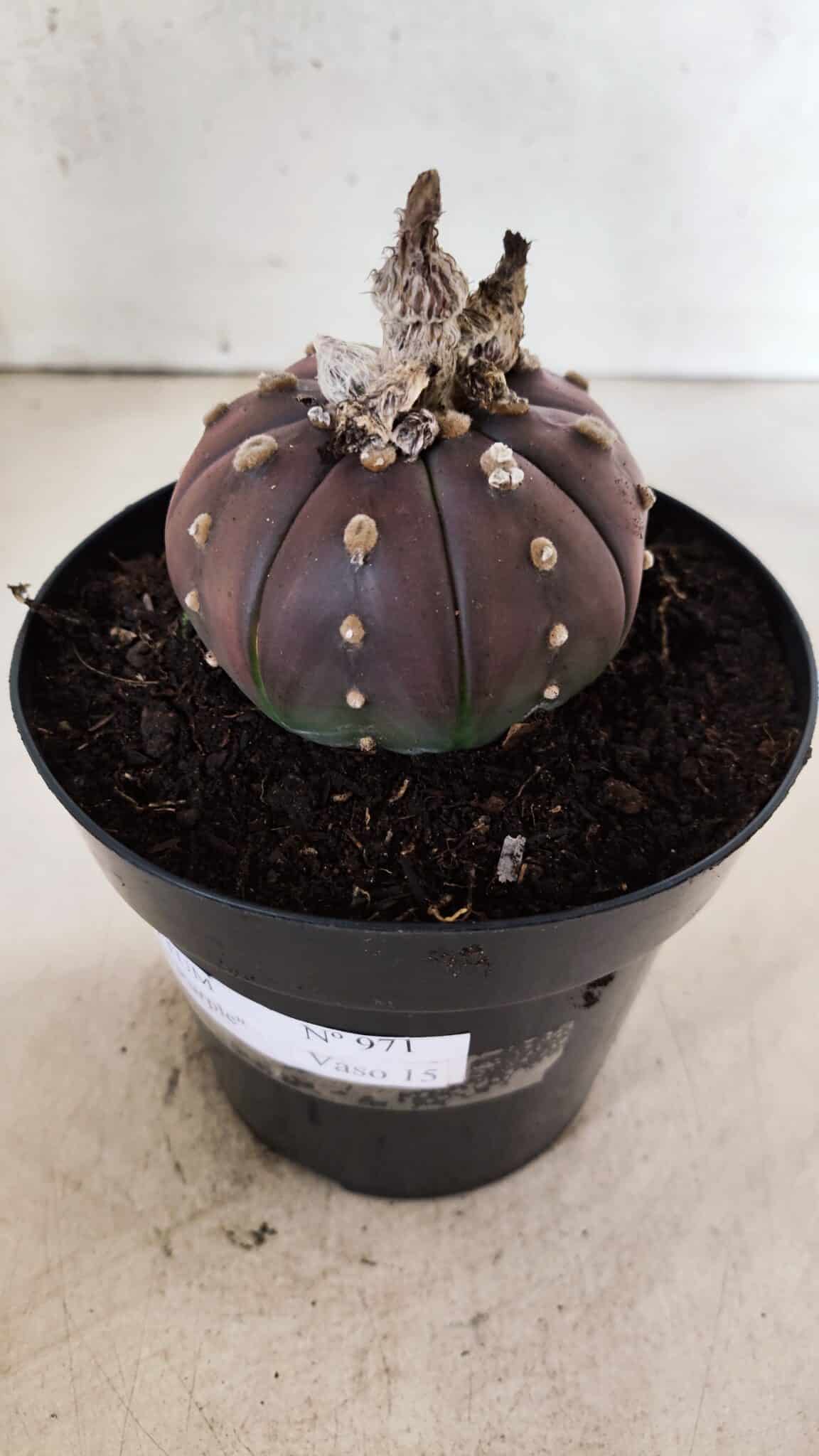 MATRIZ ASTROPHYTUM ASTÉRIAS "Purple" Nº 971 – vaso 15 - foto 6