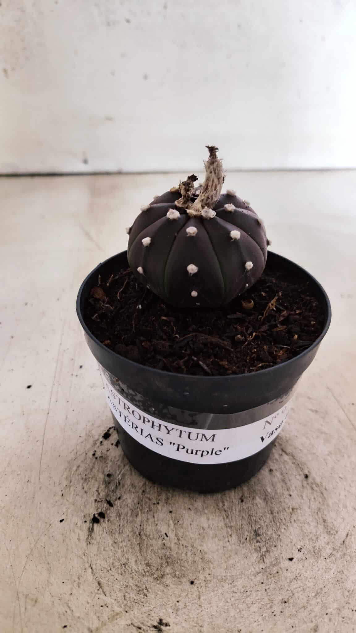MATRIZ ASTROPHYTUM ASTÉRIAS "Purple" Nº 973 – vaso 09 - foto 2