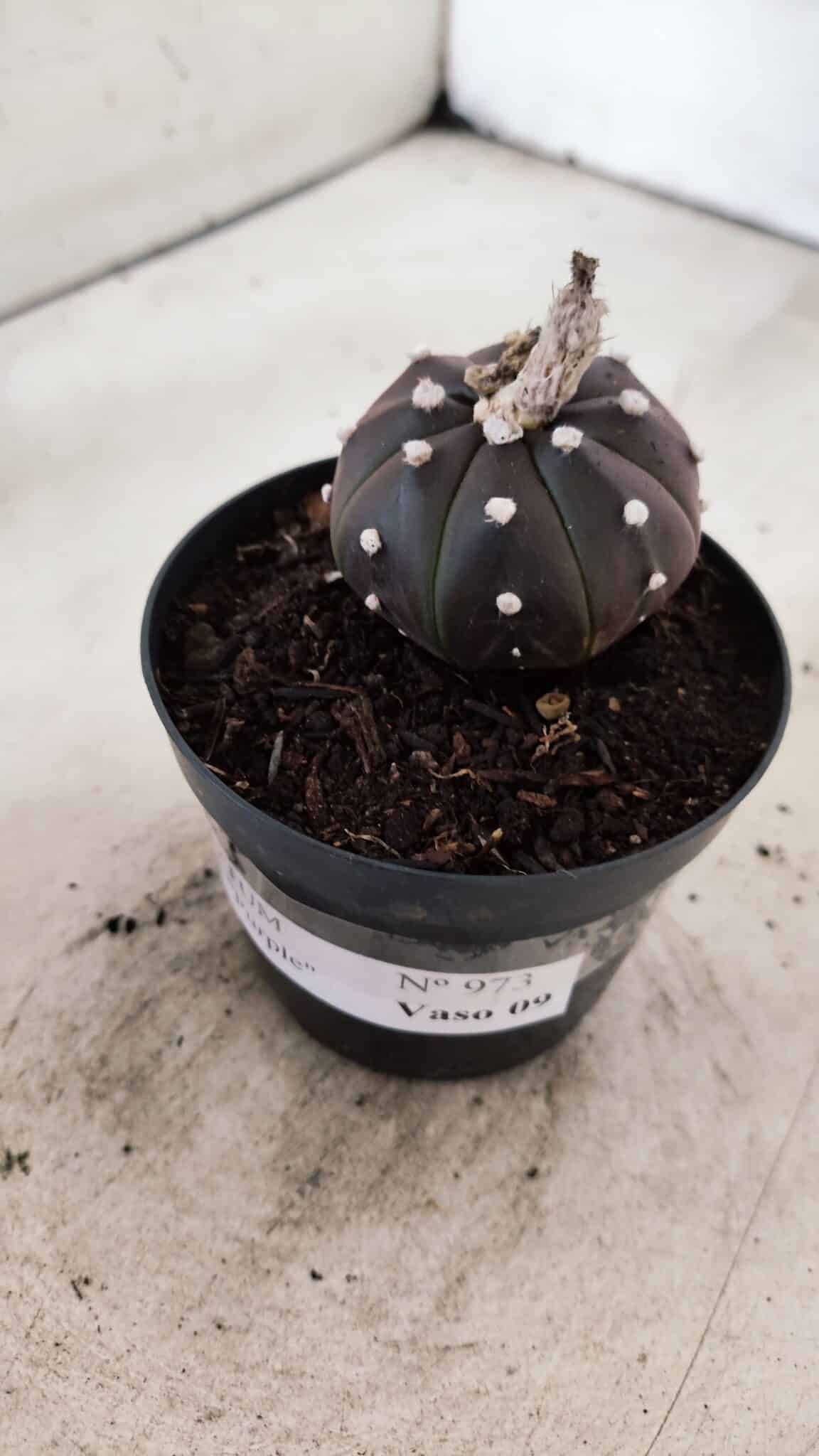 MATRIZ ASTROPHYTUM ASTÉRIAS "Purple" Nº 973 – vaso 09 - foto 8