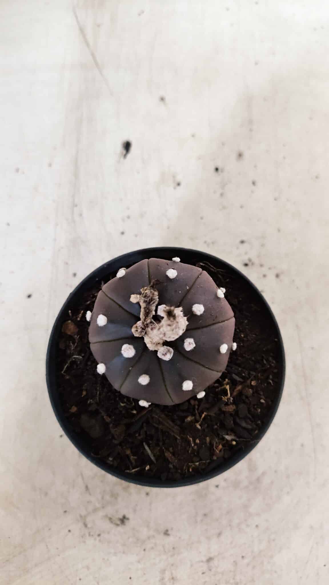MATRIZ ASTROPHYTUM ASTÉRIAS "Purple" Nº 973 – vaso 09 - foto 3