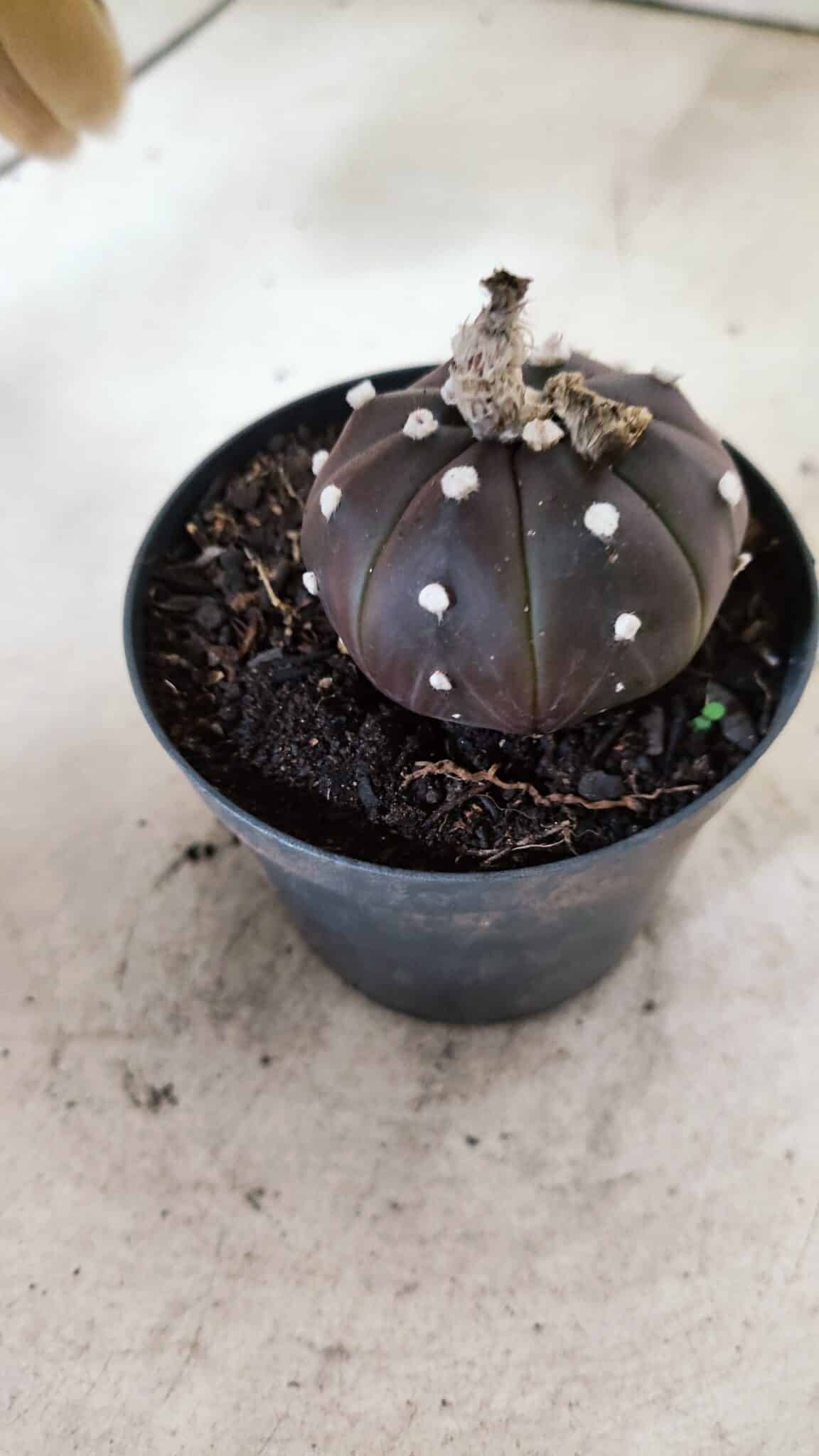 MATRIZ ASTROPHYTUM ASTÉRIAS "Purple" Nº 973 – vaso 09 - foto 7