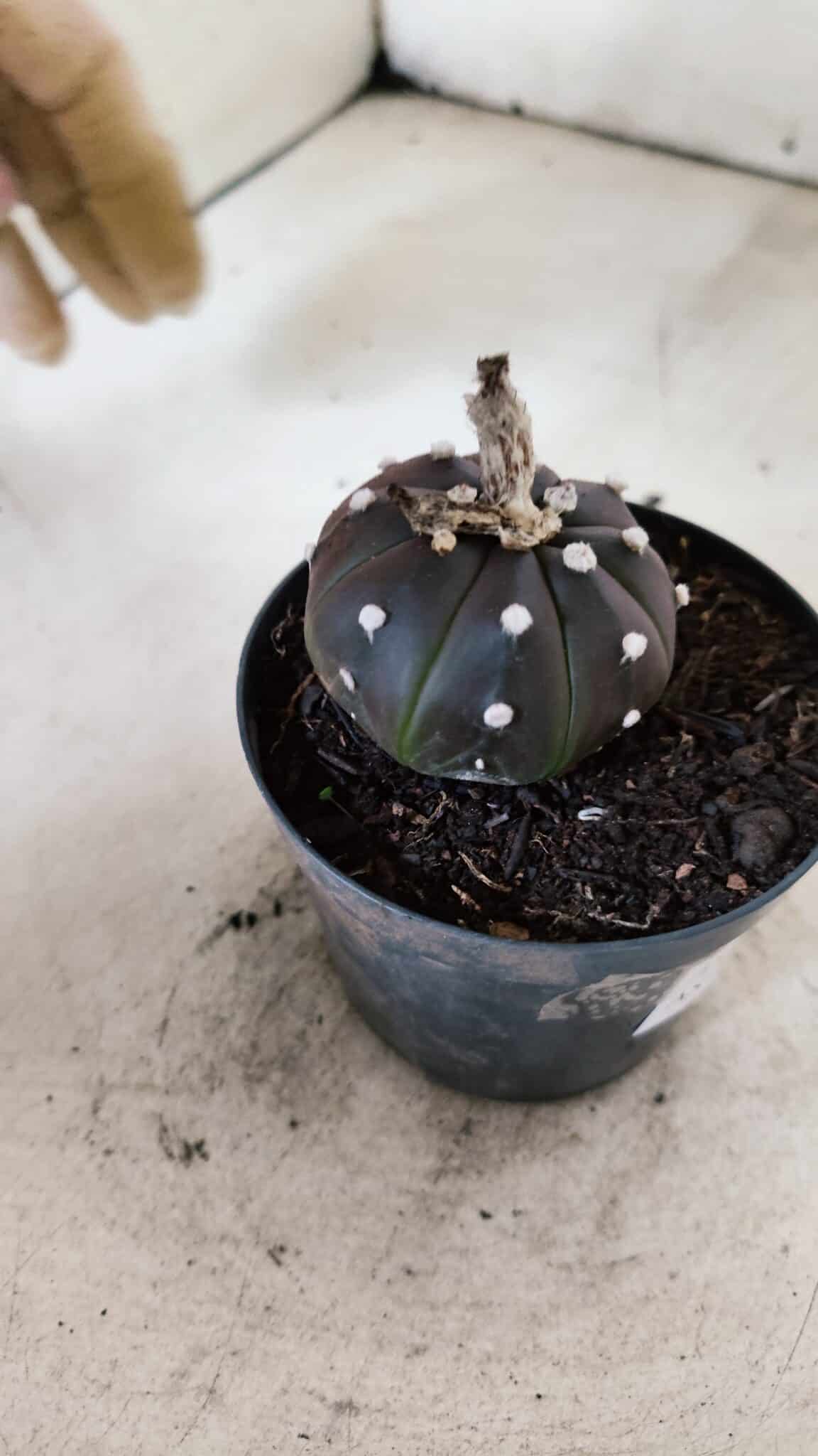 MATRIZ ASTROPHYTUM ASTÉRIAS "Purple" Nº 973 – vaso 09 - foto 6