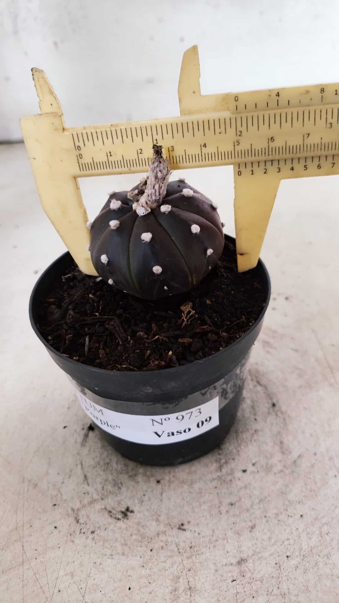 MATRIZ ASTROPHYTUM ASTÉRIAS "Purple" Nº 973 – vaso 09 - foto 4