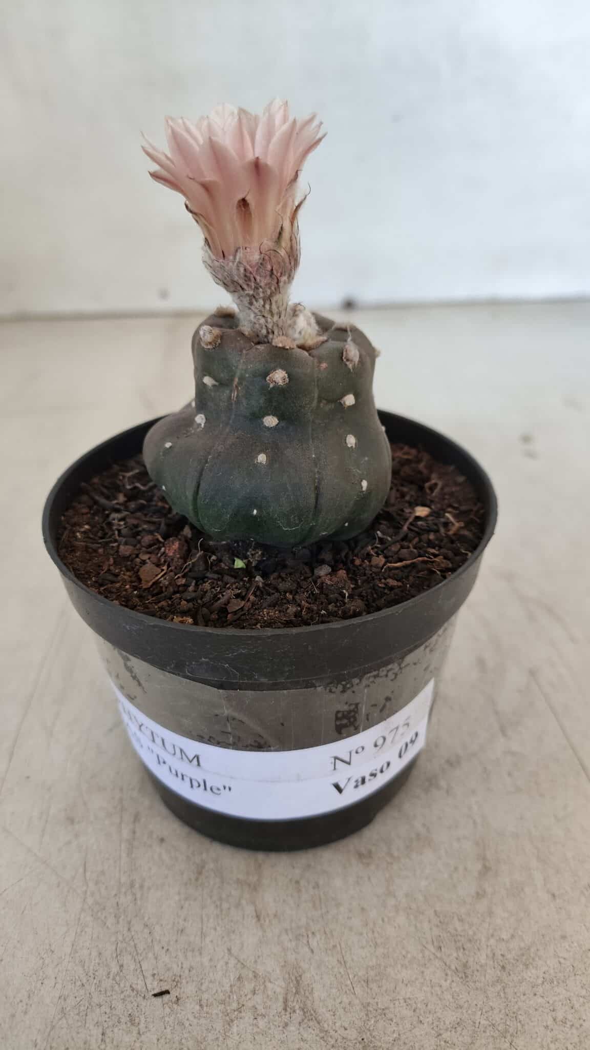 ASTROPHYTUM ASTERIAS “Purple”  Nº 975 – vaso 09 - foto 2