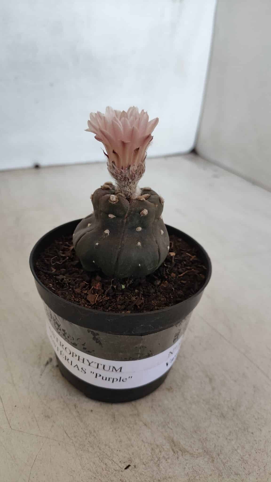 ASTROPHYTUM ASTERIAS “Purple”  Nº 975 – vaso 09 - foto 9