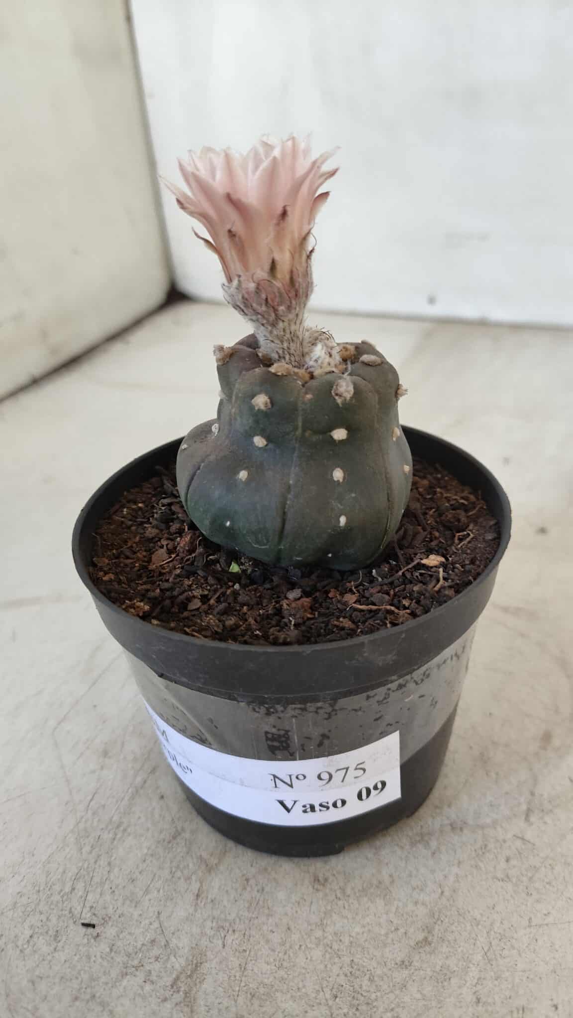 ASTROPHYTUM ASTERIAS “Purple”  Nº 975 – vaso 09 - foto 8
